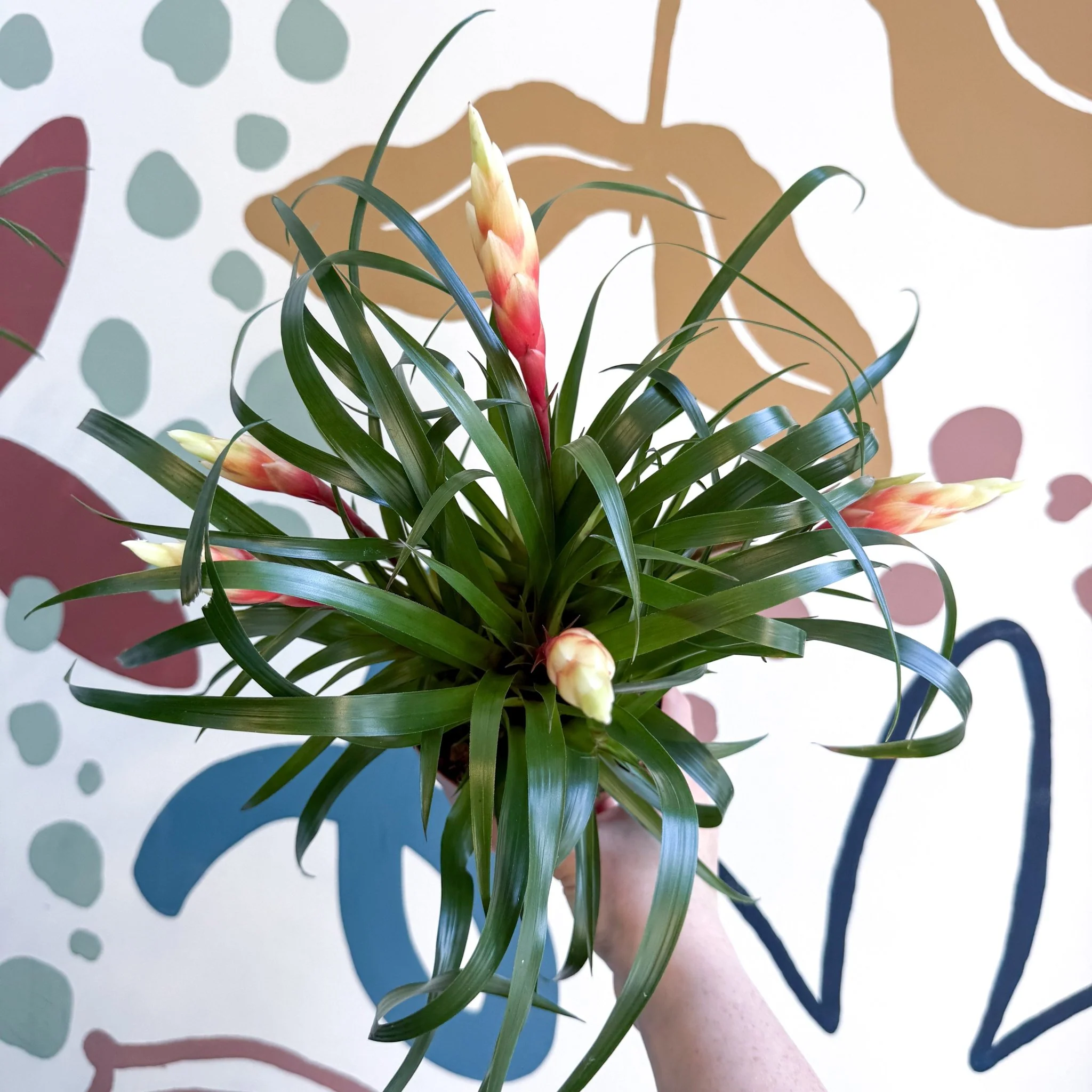 Vriesea 'Shannon' - Flaming Sword Bromeliad - Image 4