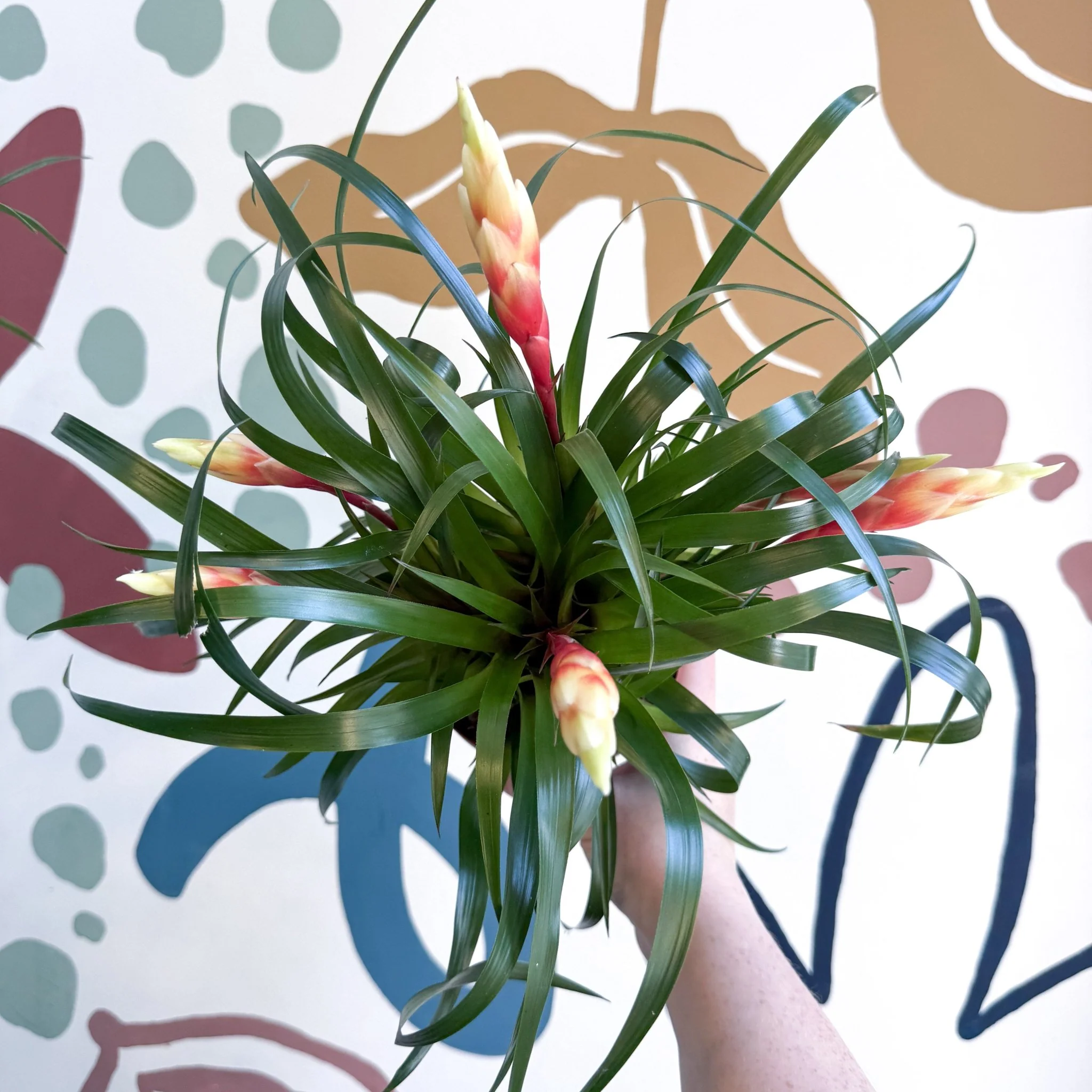 Vriesea 'Shannon' - Flaming Sword Bromeliad - Image 5