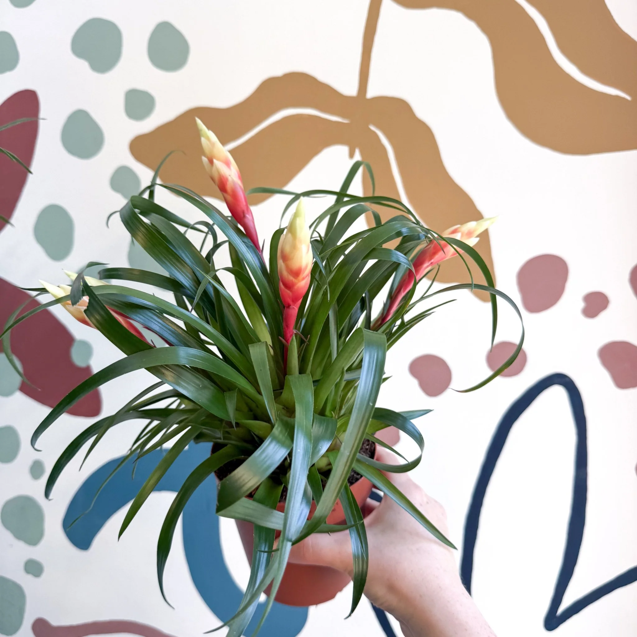 Vriesea 'Shannon' - Flaming Sword Bromeliad - Image 6