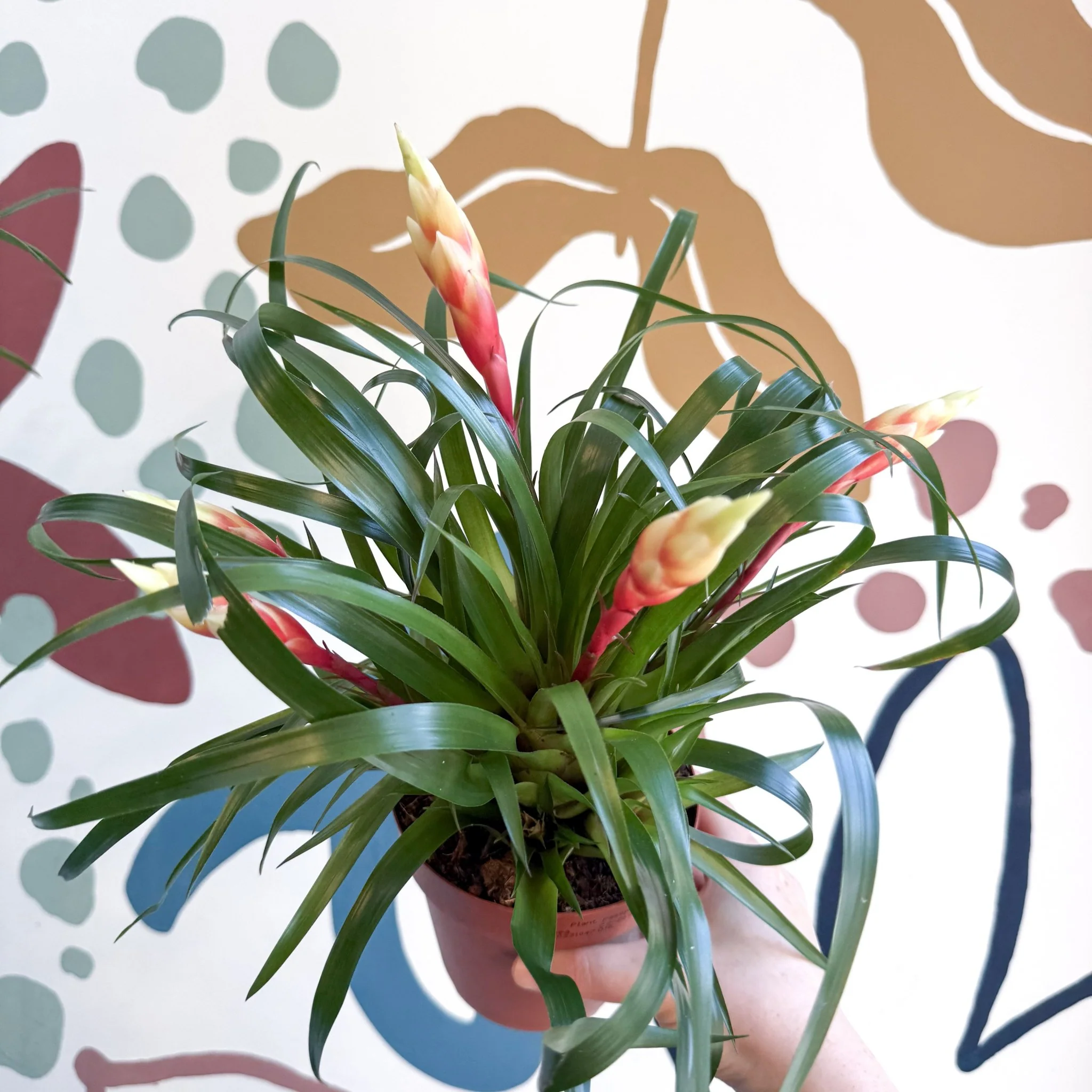 Vriesea 'Shannon' - Flaming Sword Bromeliad - Image 7