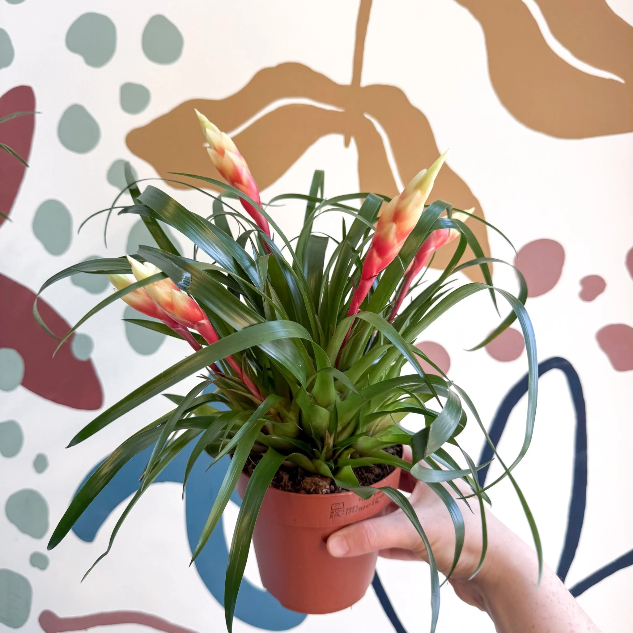 Vriesea 'Shannon' - Flaming Sword Bromeliad - Image 8