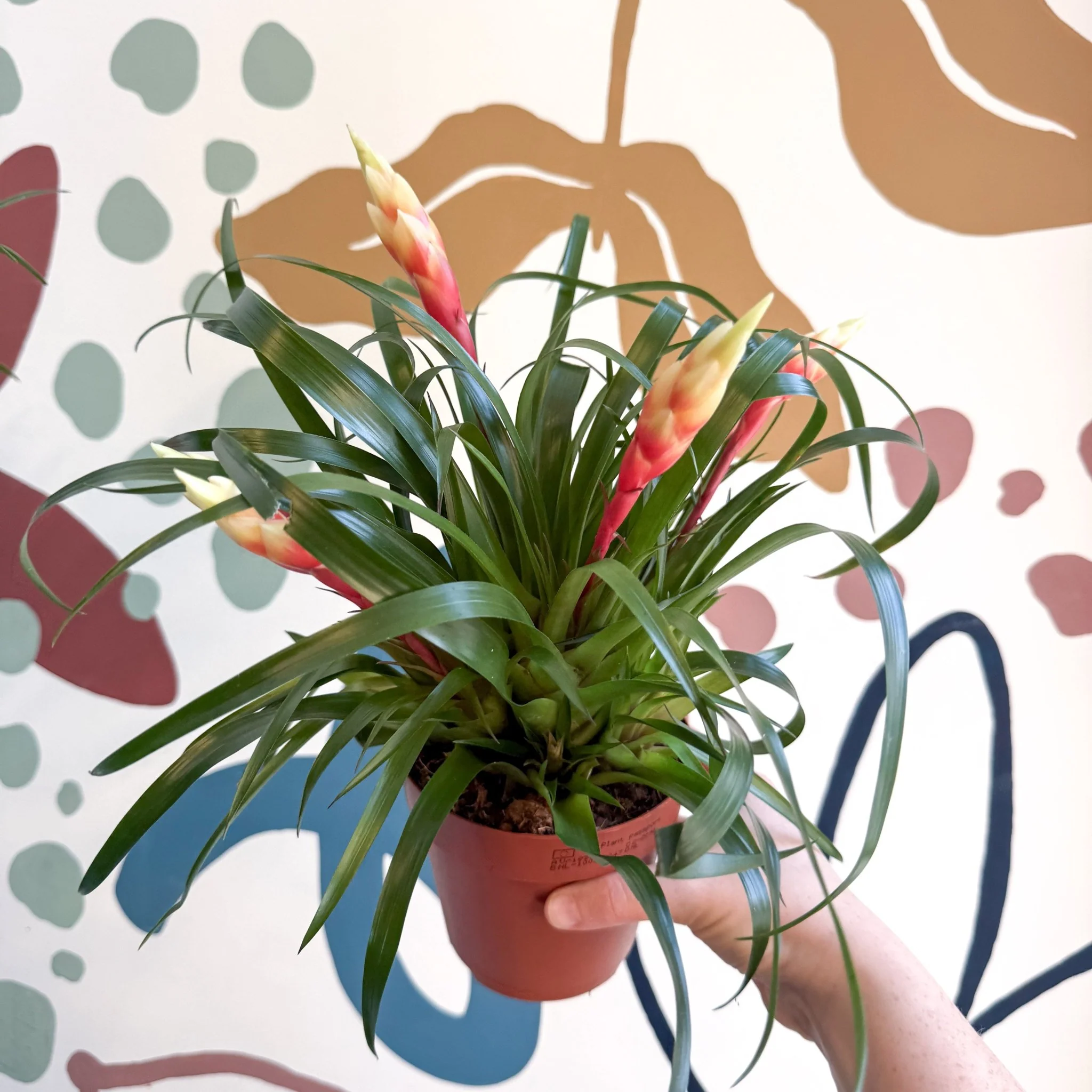 Vriesea 'Shannon' - Flaming Sword Bromeliad - Image 9