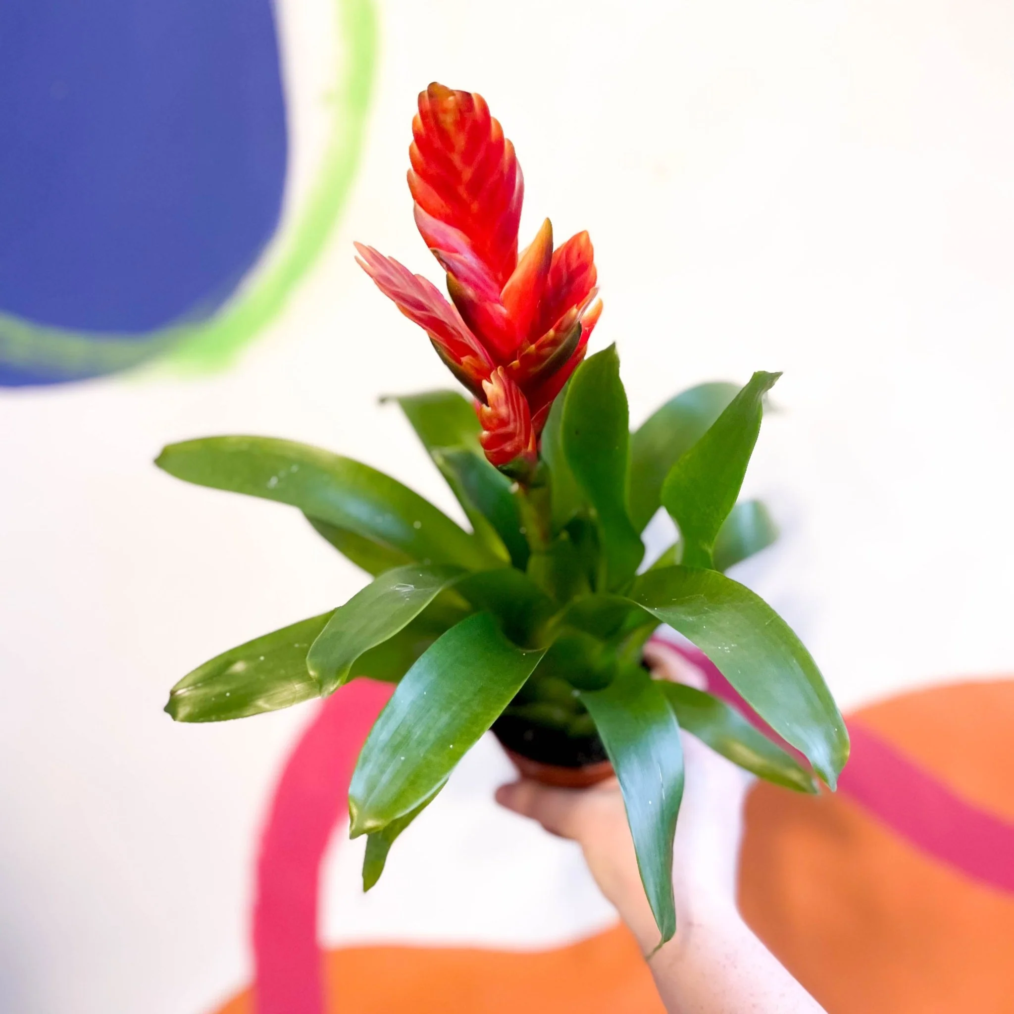 Flaming Sword Bromeliad - Vriesea 'Sparkle'