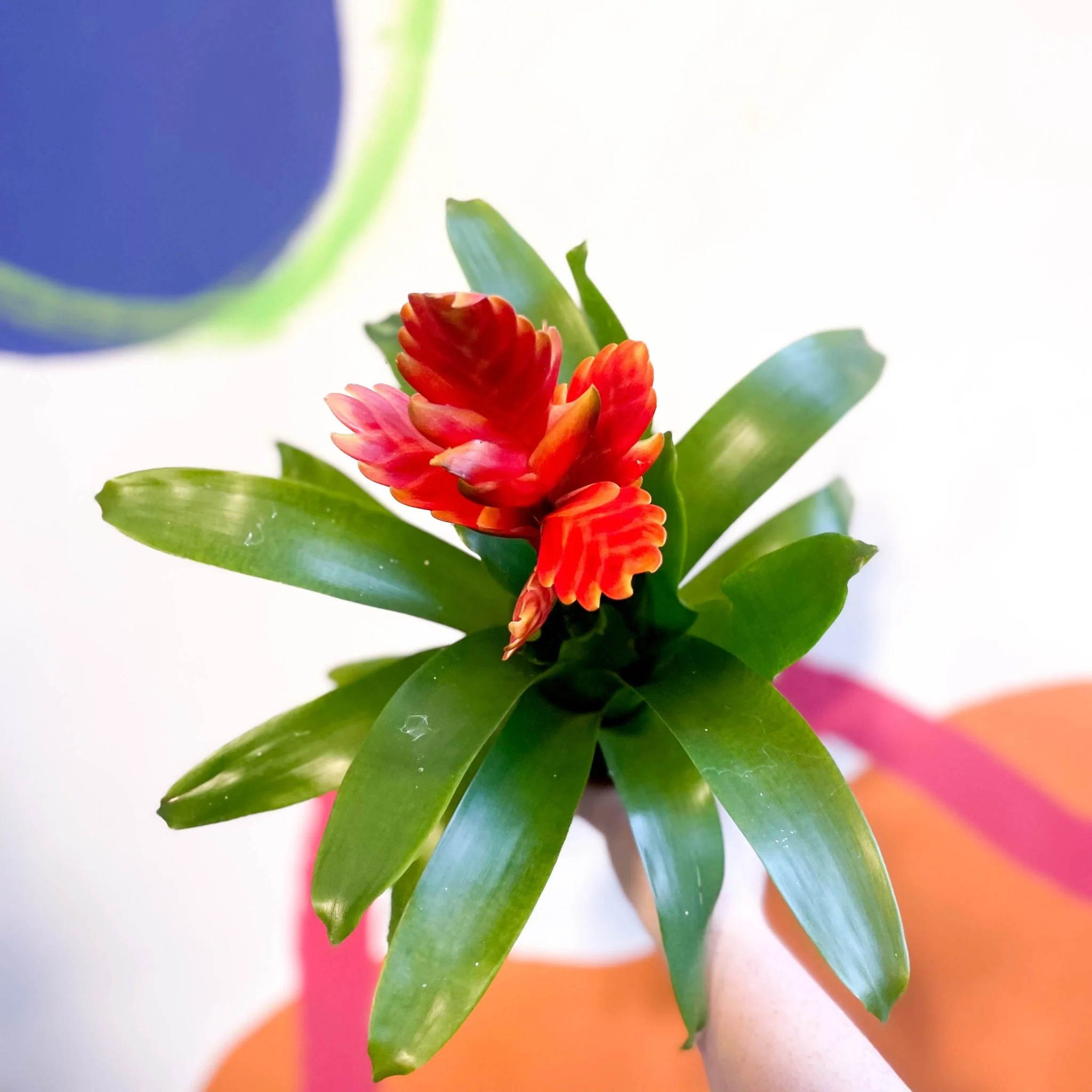 Flaming Sword Bromeliad - Vriesea 'Sparkle' - Image 2