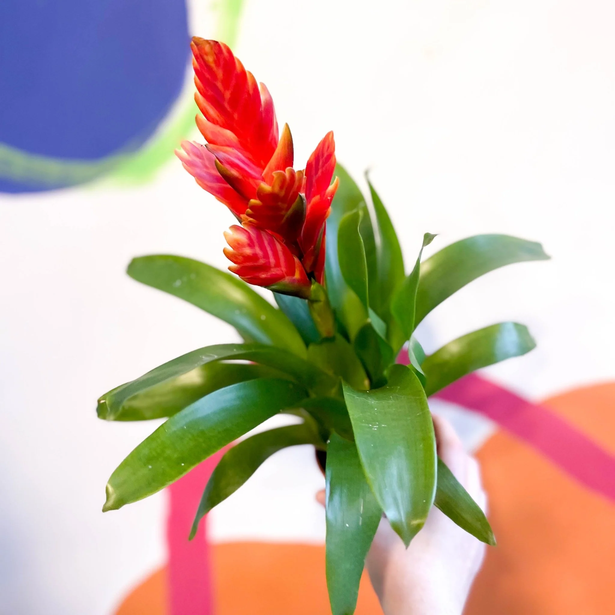Flaming Sword Bromeliad - Vriesea 'Sparkle' - Image 3