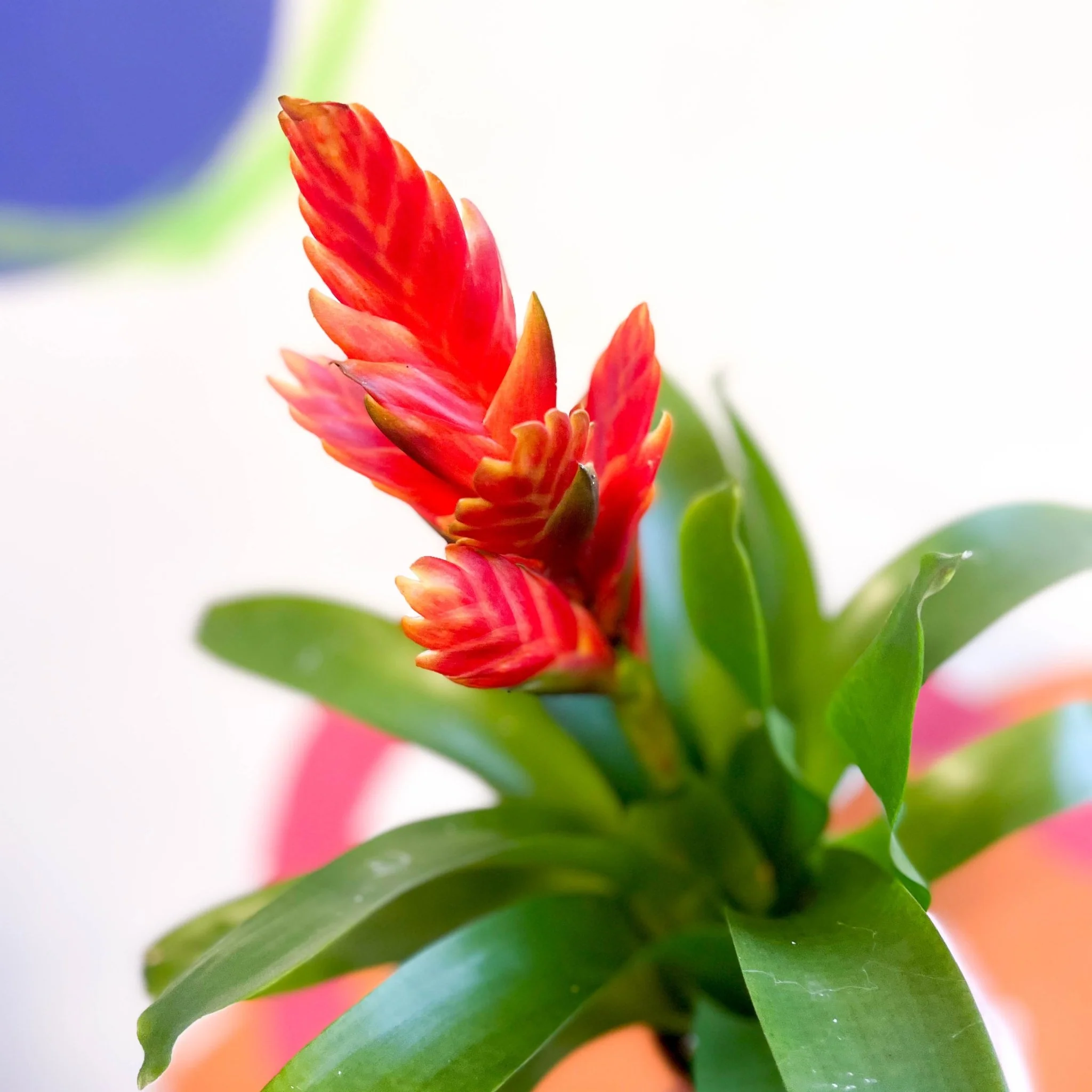 Flaming Sword Bromeliad - Vriesea 'Sparkle' - Image 4