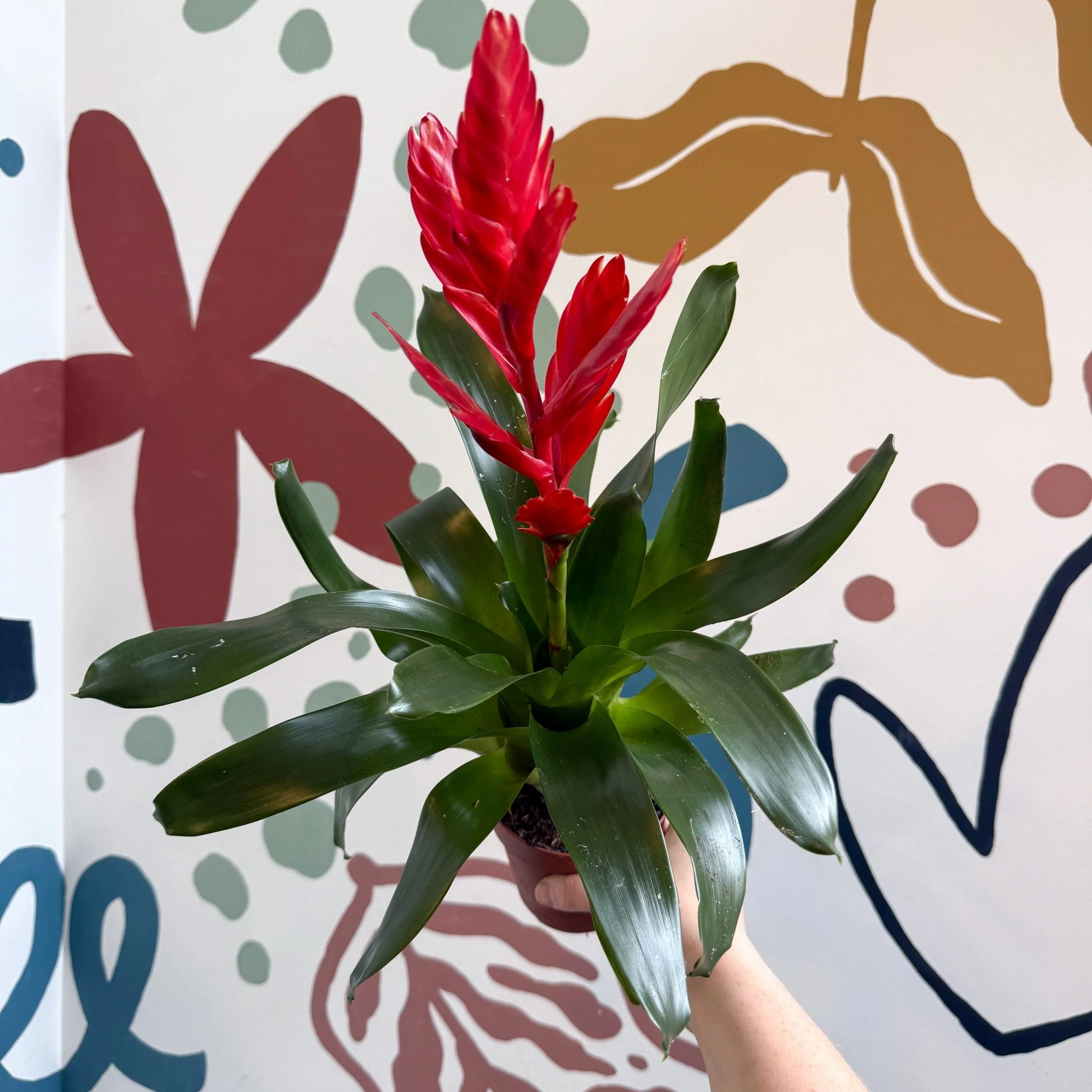 Vriesea ‘Twinkle’ - Flaming Sword Bromeliad