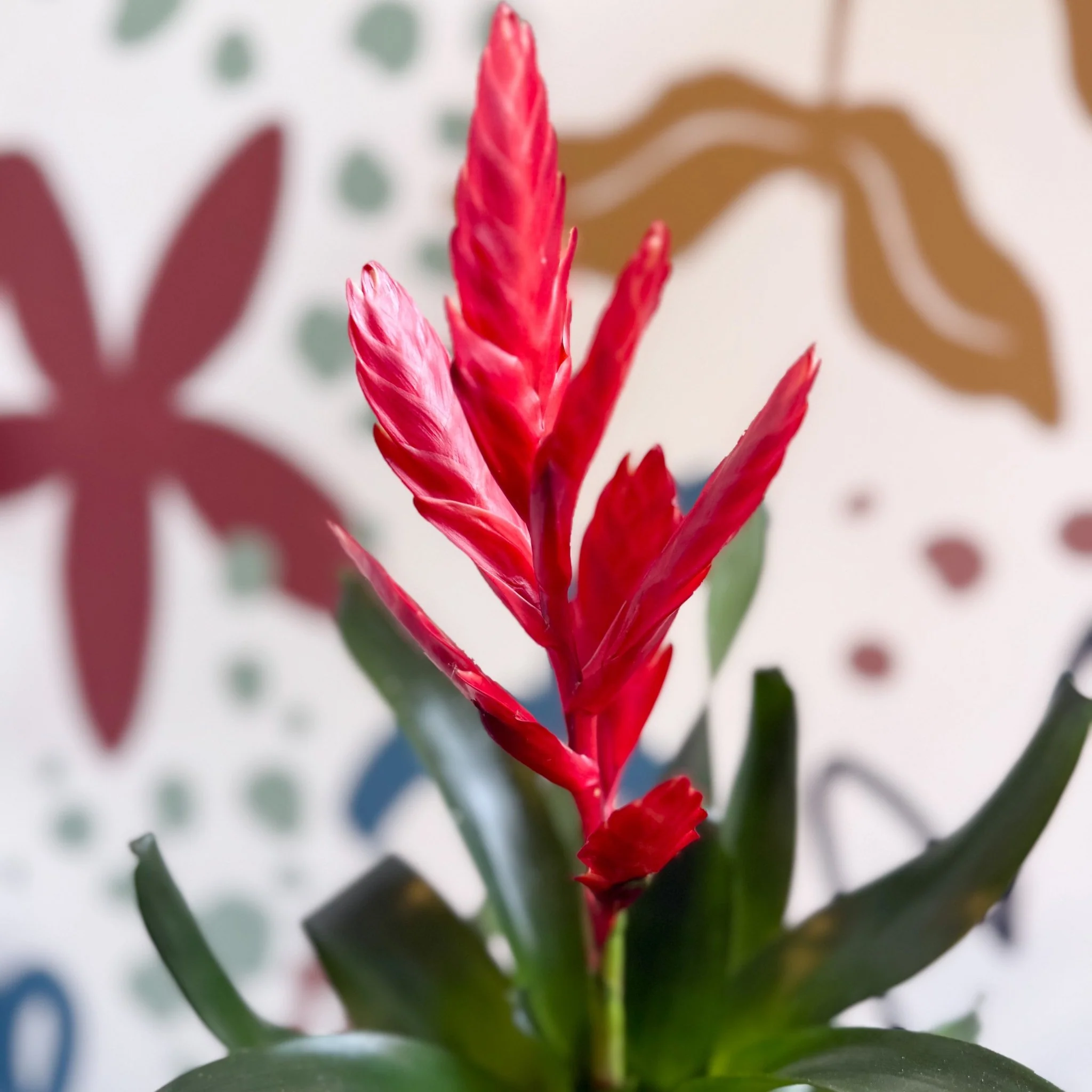 Vriesea ‘Twinkle’ - Flaming Sword Bromeliad - Image 10
