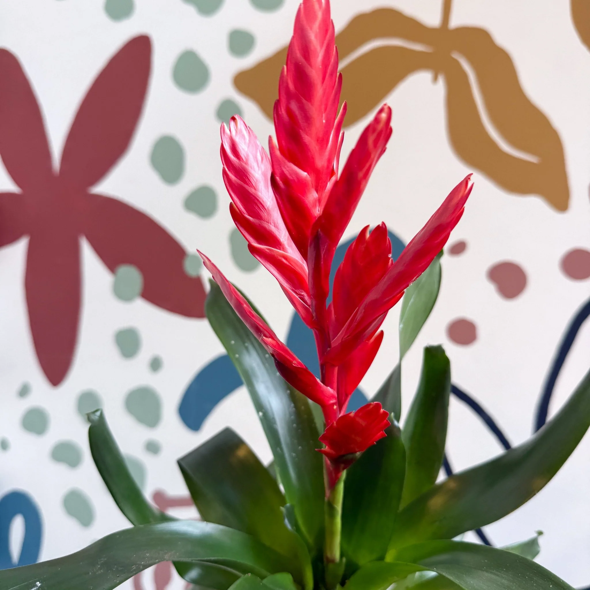 Vriesea ‘Twinkle’ - Flaming Sword Bromeliad - Image 11