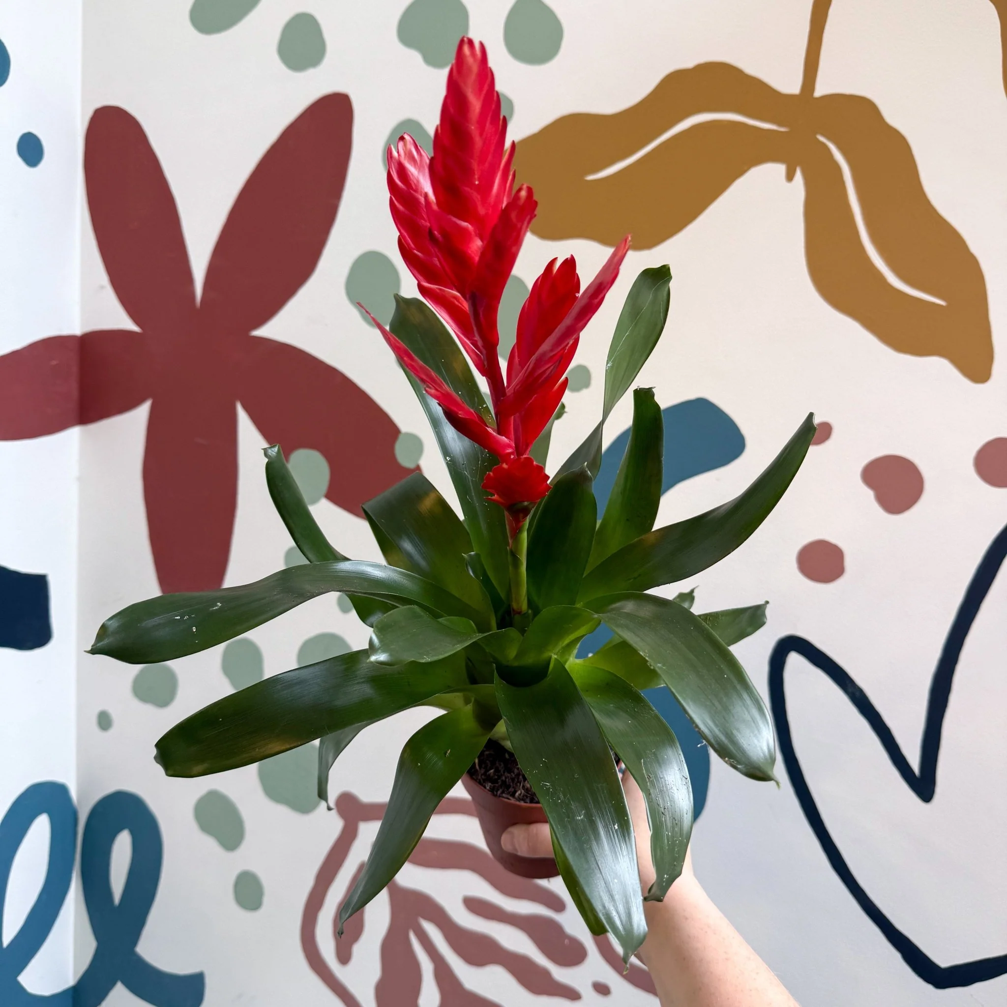 Vriesea ‘Twinkle’ - Flaming Sword Bromeliad - Image 12