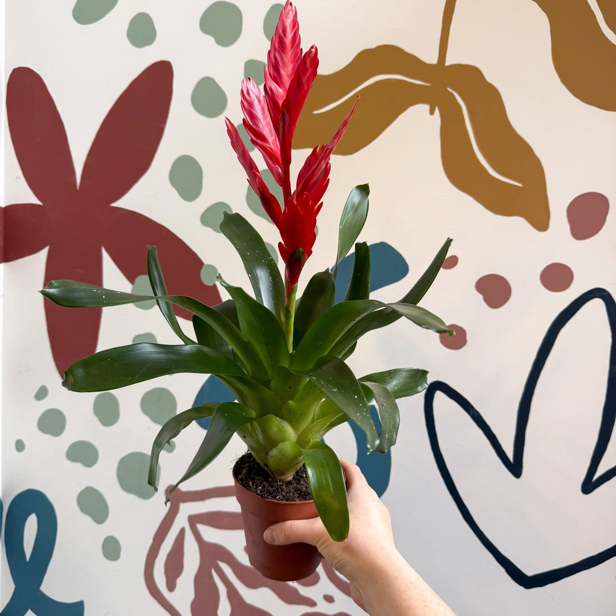 Vriesea ‘Twinkle’ - Flaming Sword Bromeliad - Image 13
