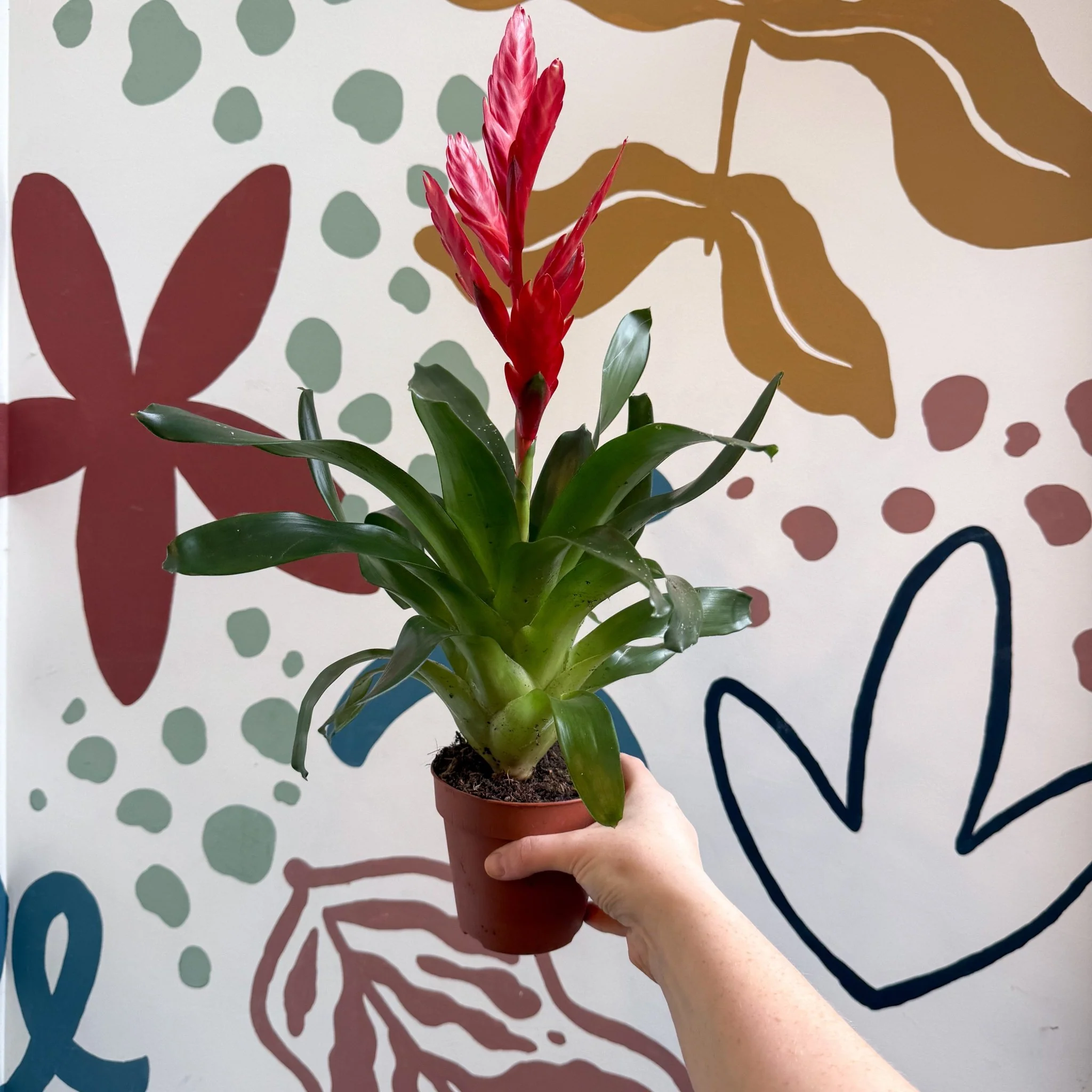 Vriesea ‘Twinkle’ - Flaming Sword Bromeliad - Image 14