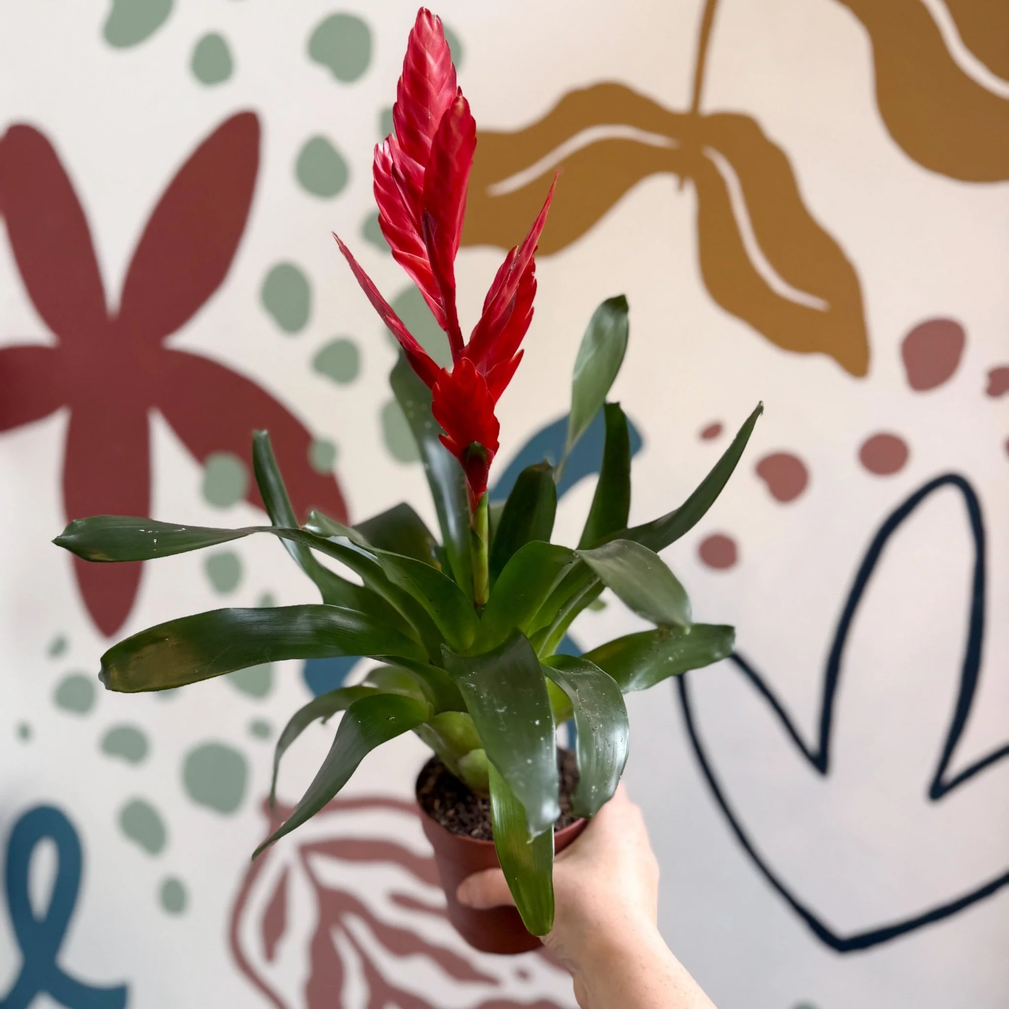 Vriesea ‘Twinkle’ - Flaming Sword Bromeliad - Image 2