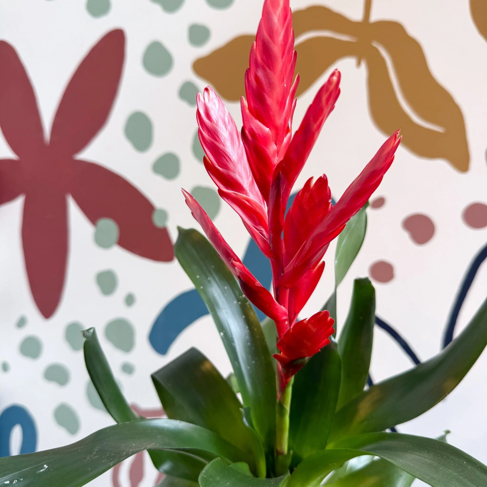 Vriesea ‘Twinkle’ - Flaming Sword Bromeliad - Image 4