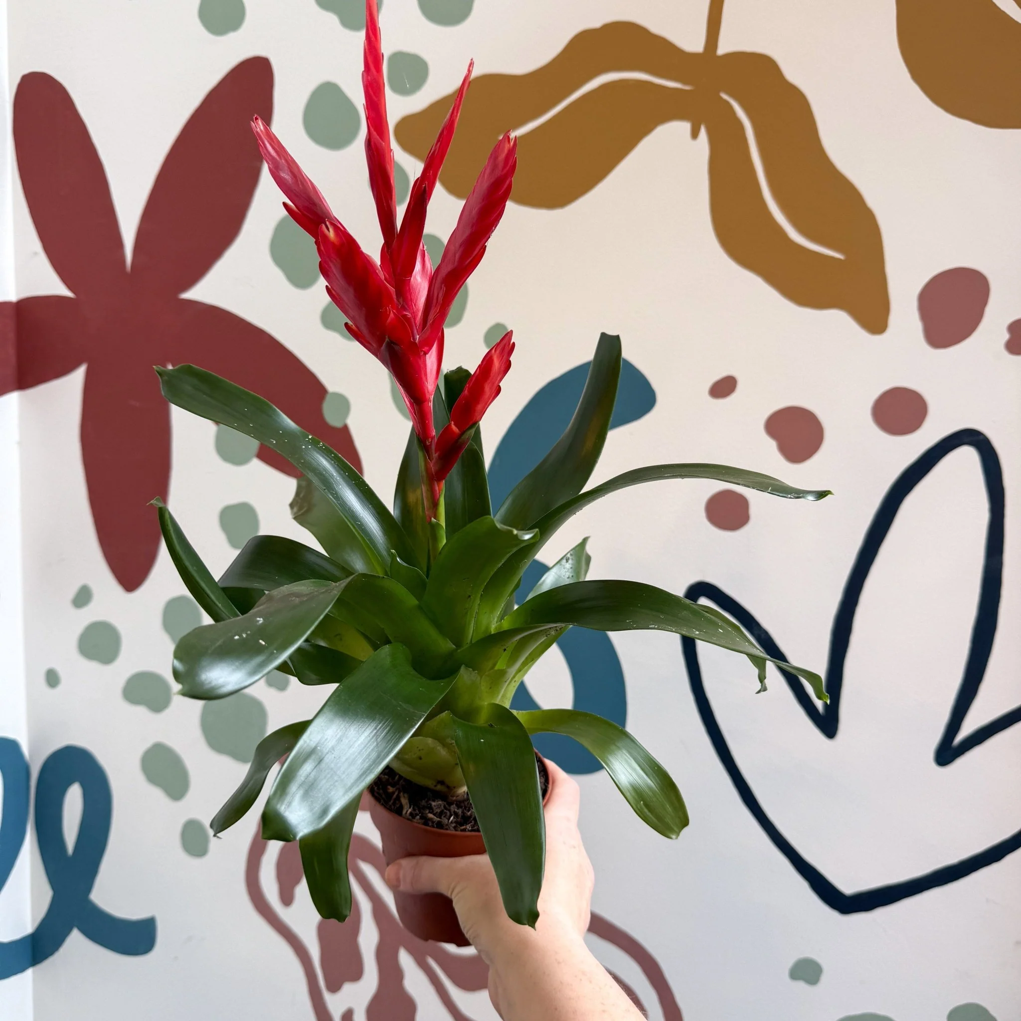 Vriesea ‘Twinkle’ - Flaming Sword Bromeliad - Image 5