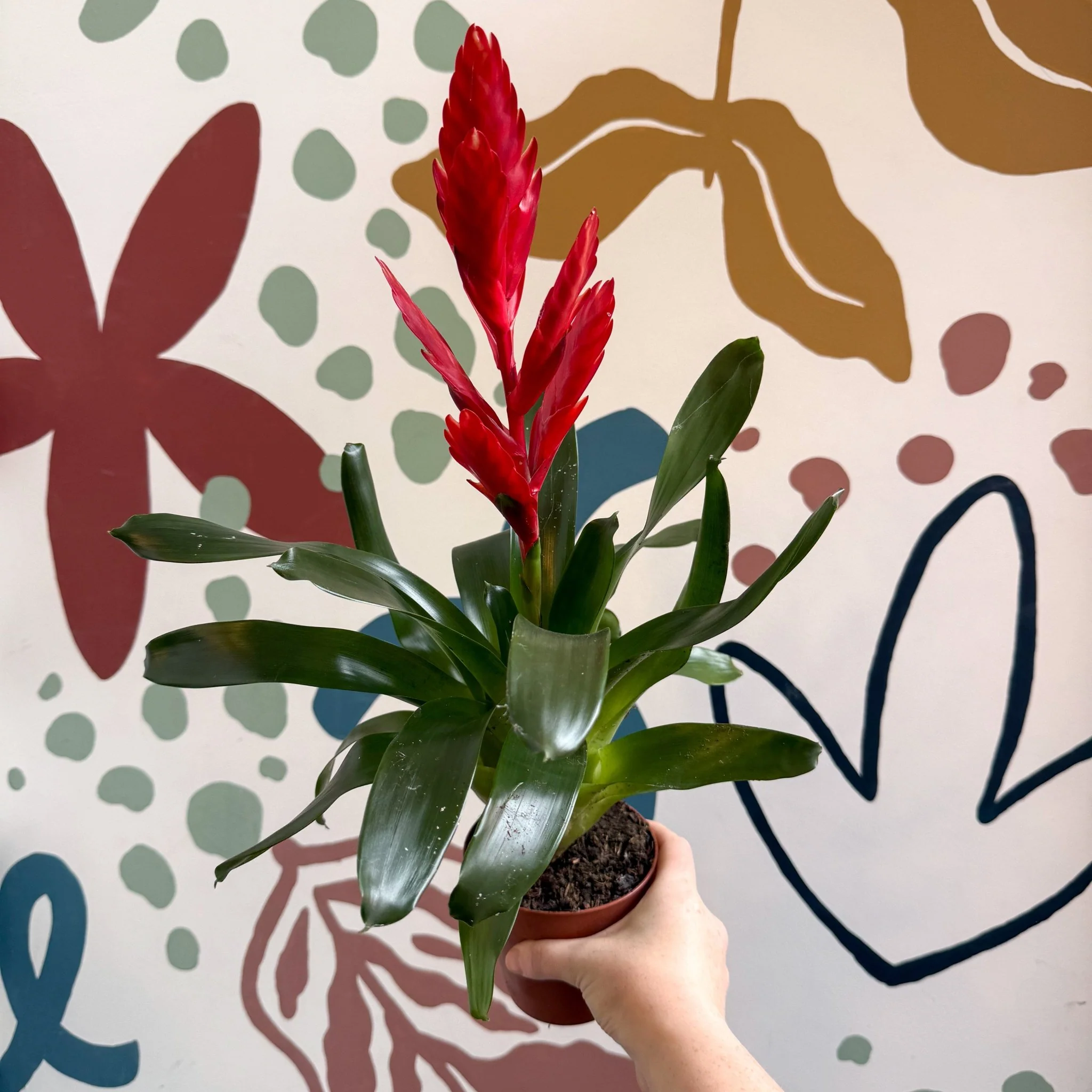 Vriesea ‘Twinkle’ - Flaming Sword Bromeliad - Image 6