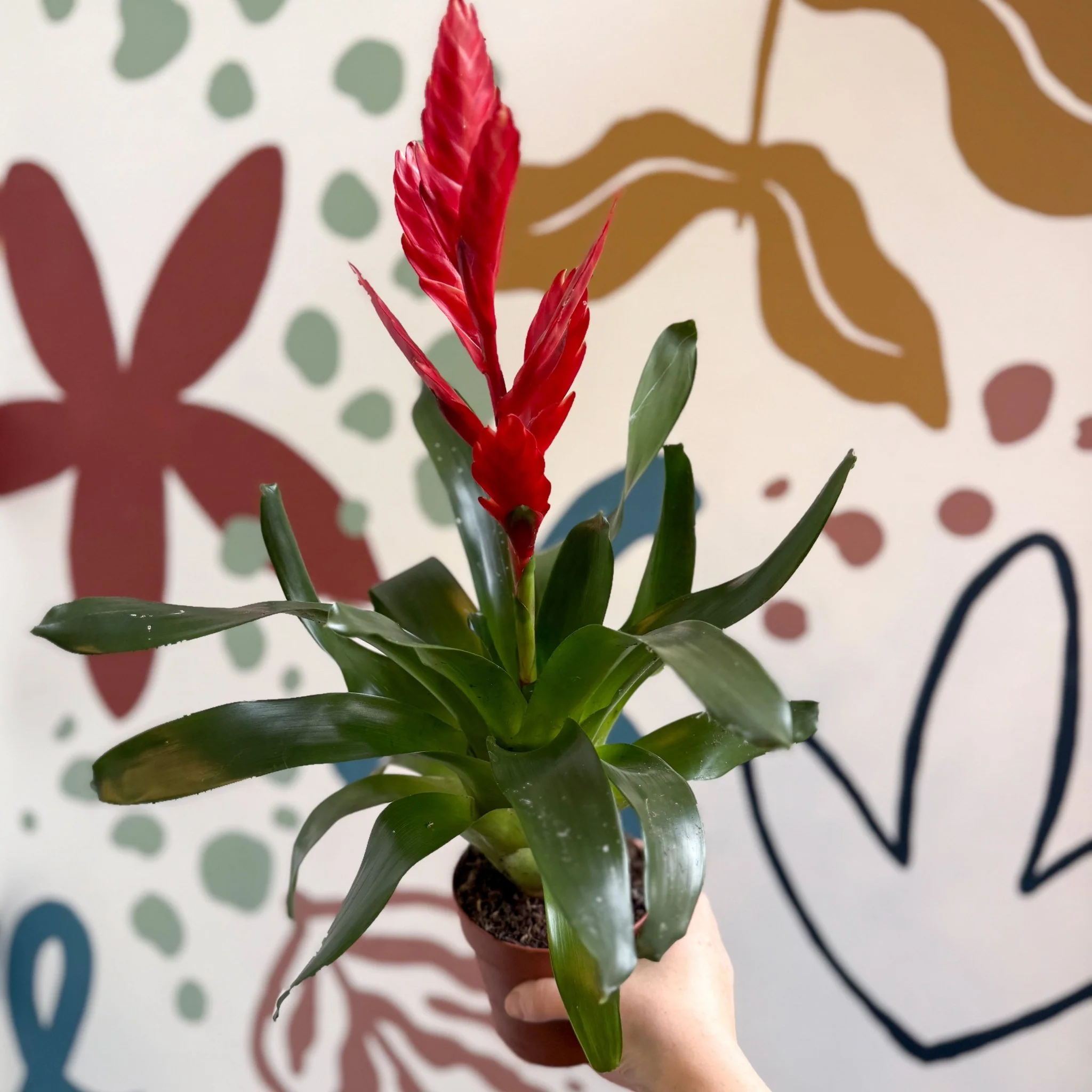 Vriesea ‘Twinkle’ - Flaming Sword Bromeliad - Image 7
