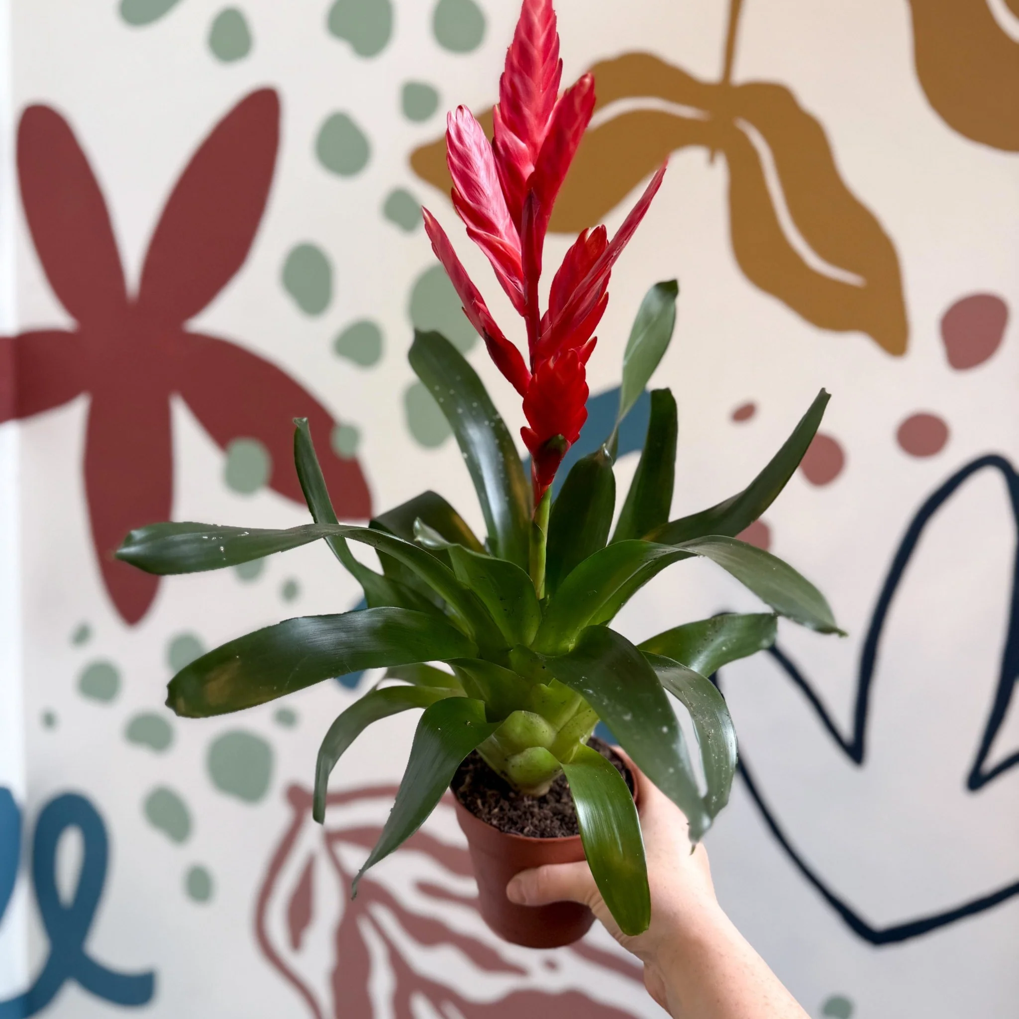 Vriesea ‘Twinkle’ - Flaming Sword Bromeliad - Image 8