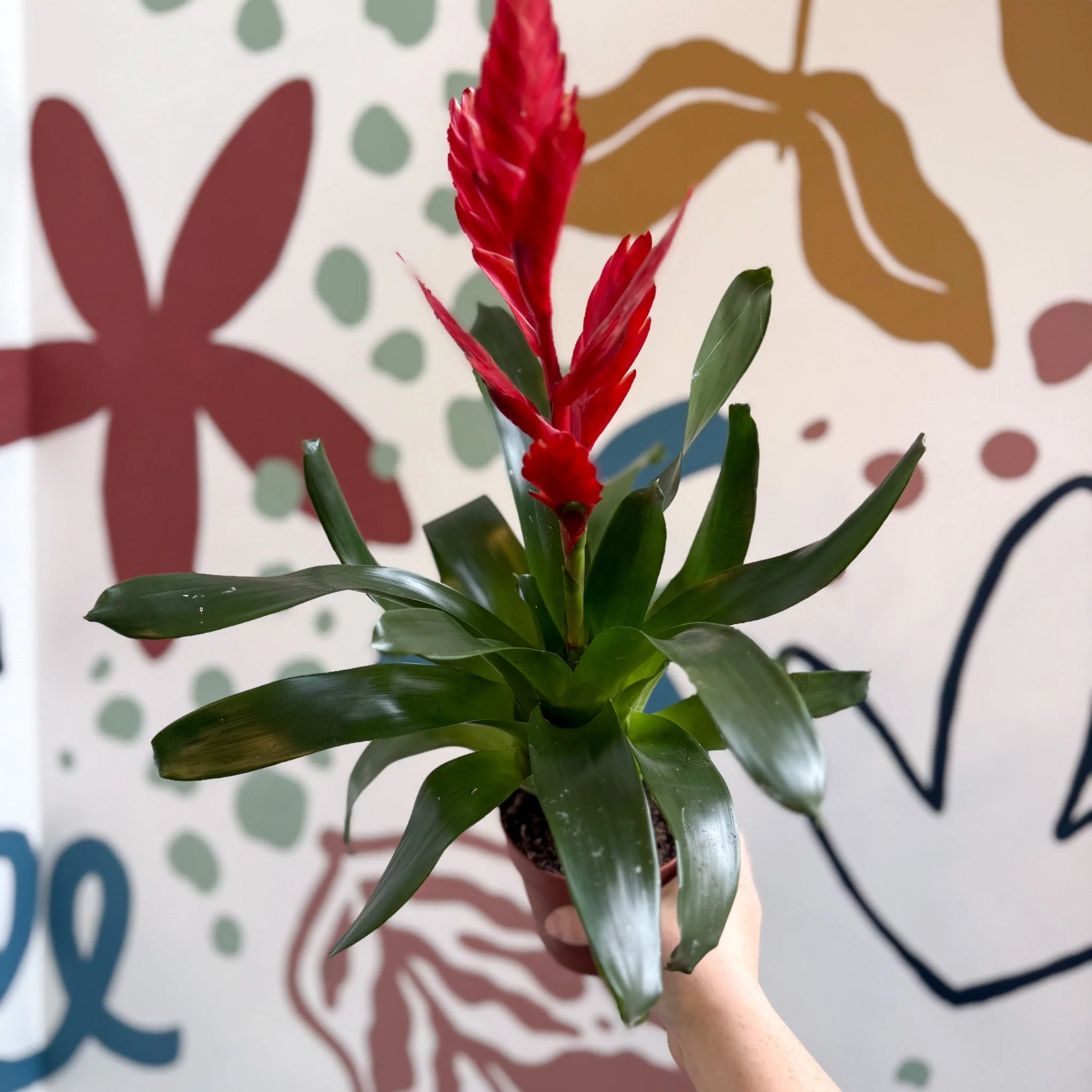 Vriesea ‘Twinkle’ - Flaming Sword Bromeliad - Image 9
