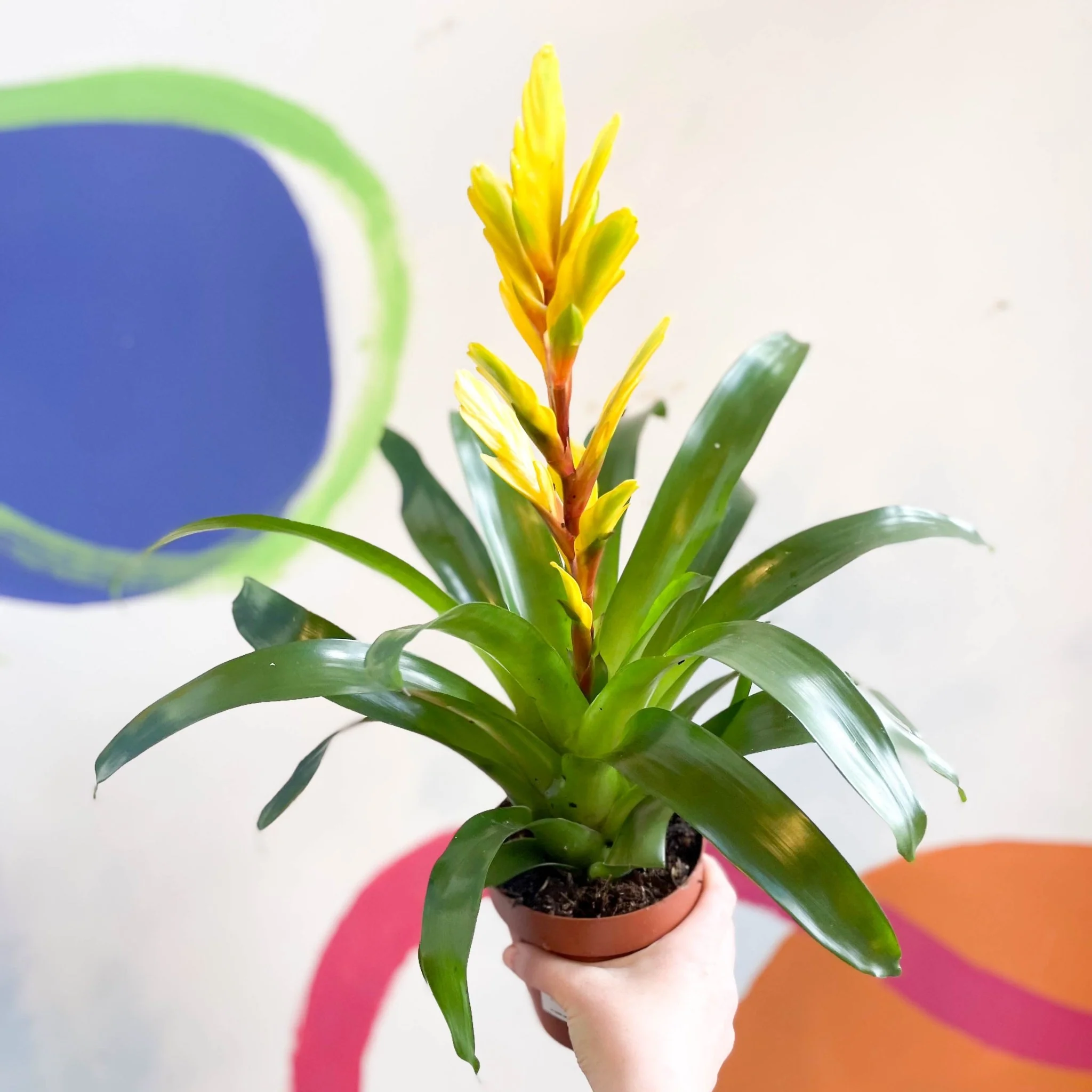 Flaming Sword Bromeliad - Vriesea 'Vision'