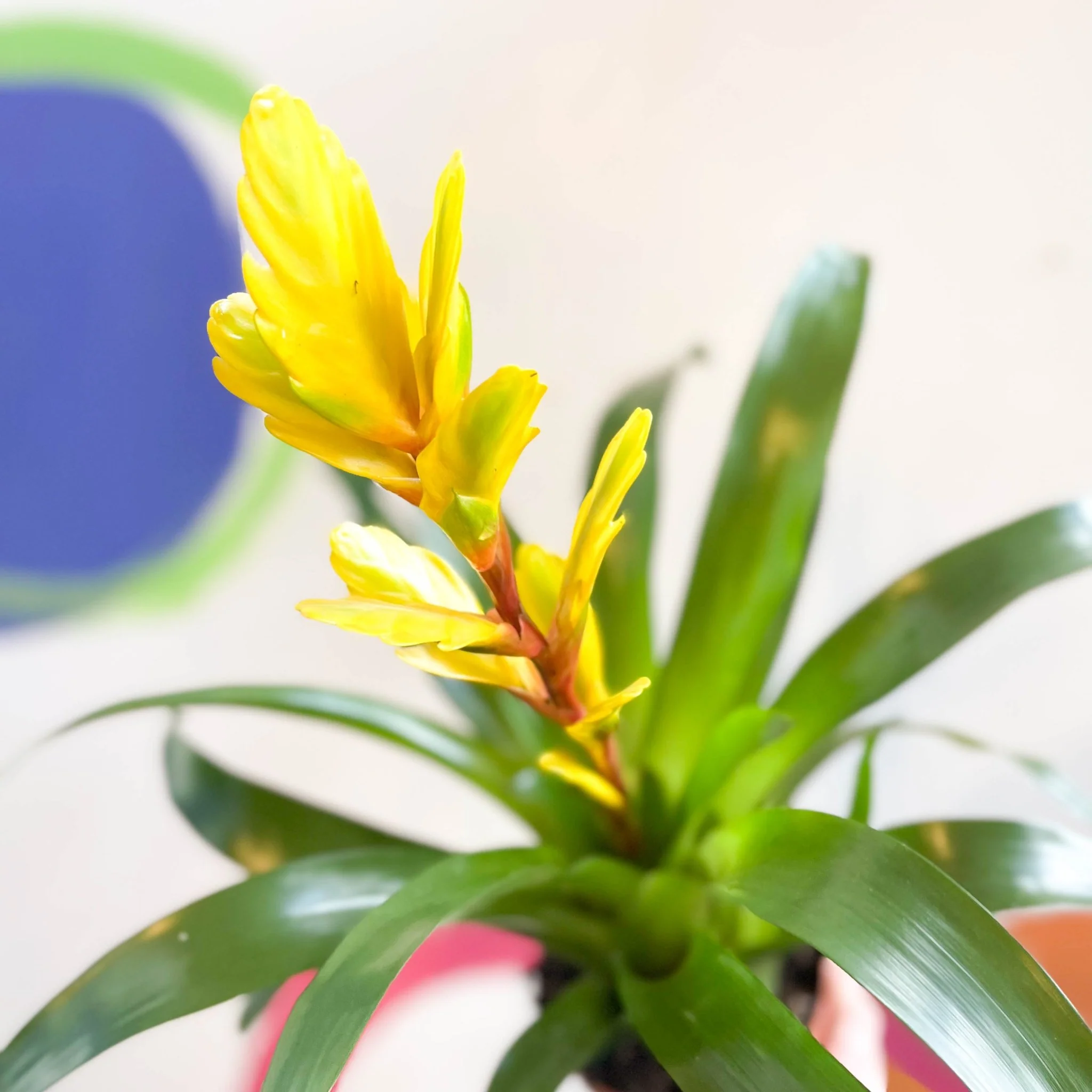 Flaming Sword Bromeliad - Vriesea 'Vision' - Image 2