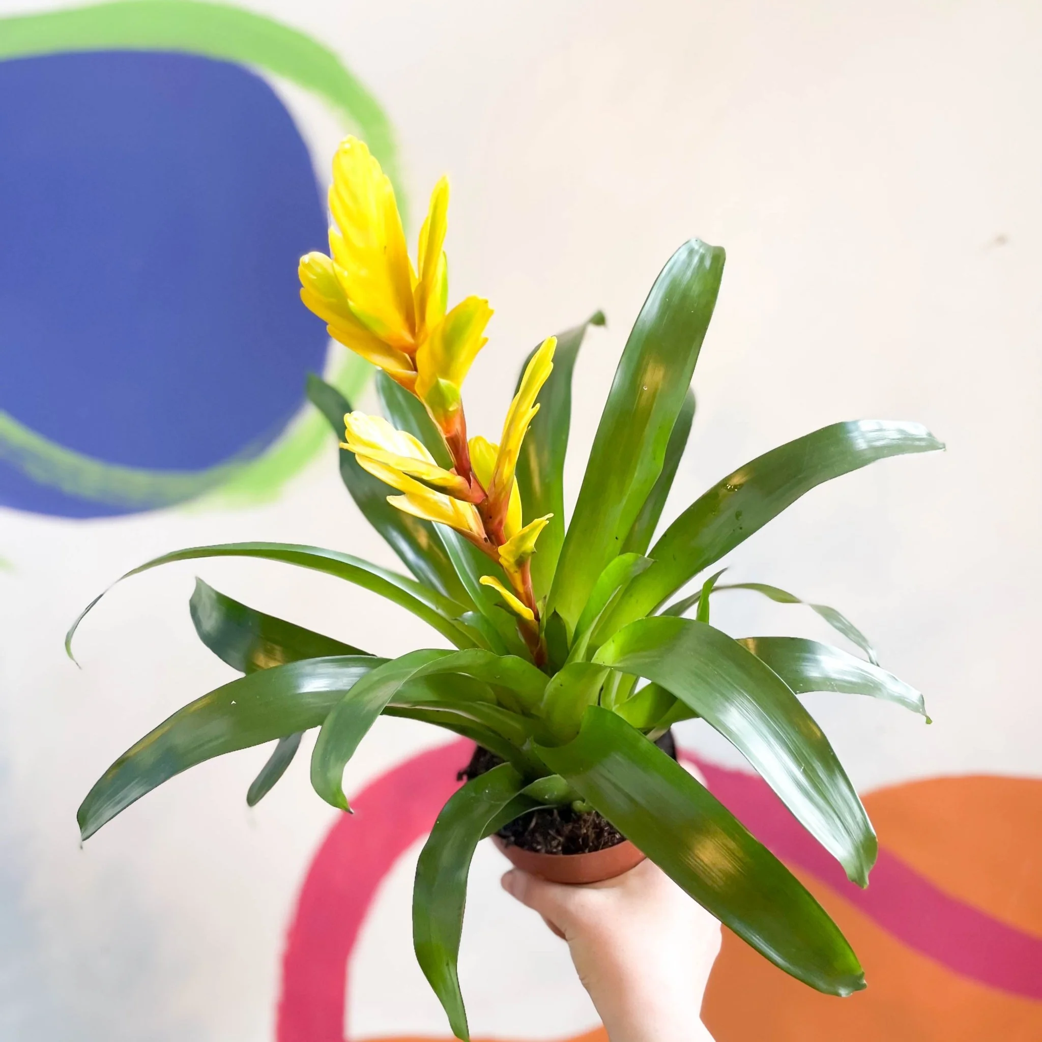 Flaming Sword Bromeliad - Vriesea 'Vision' - Image 3