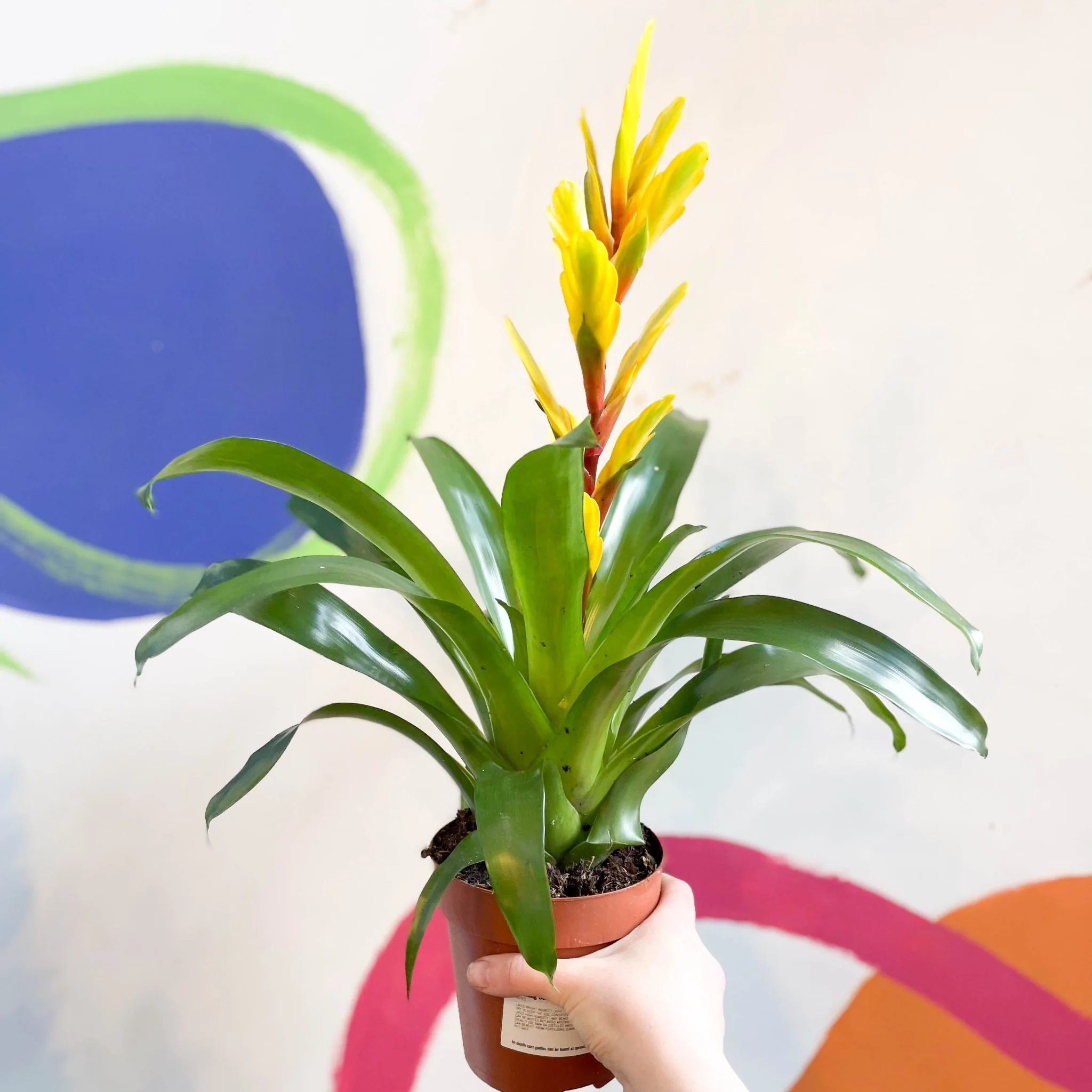 Flaming Sword Bromeliad - Vriesea 'Vision' - Image 4