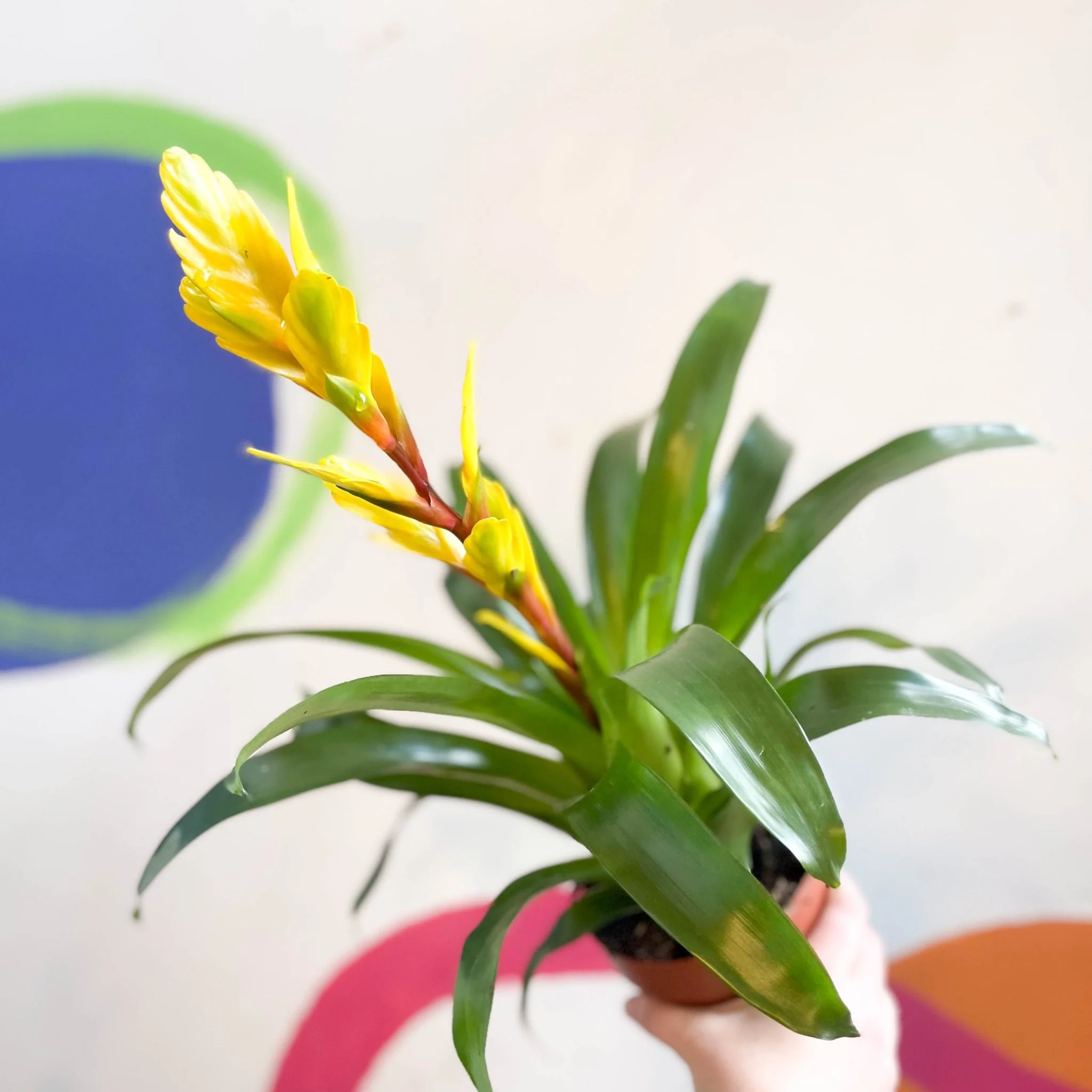 Flaming Sword Bromeliad - Vriesea 'Vision' - Image 5