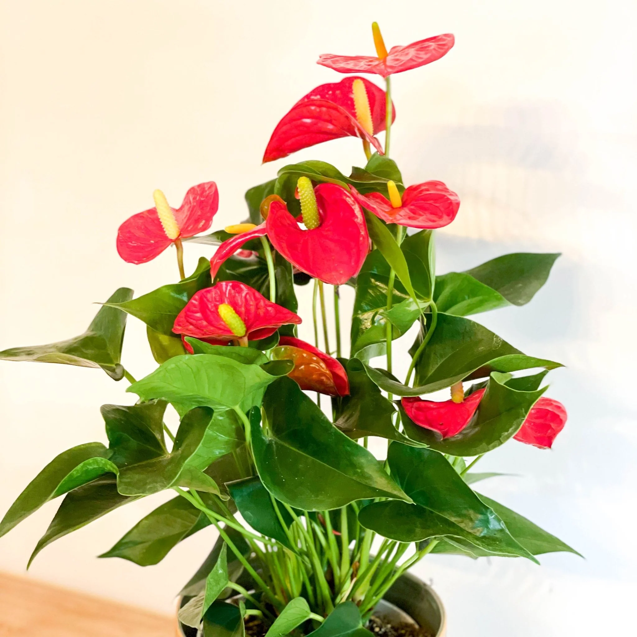 Flamingo Flower - Anthurium andraeanum - Image 2