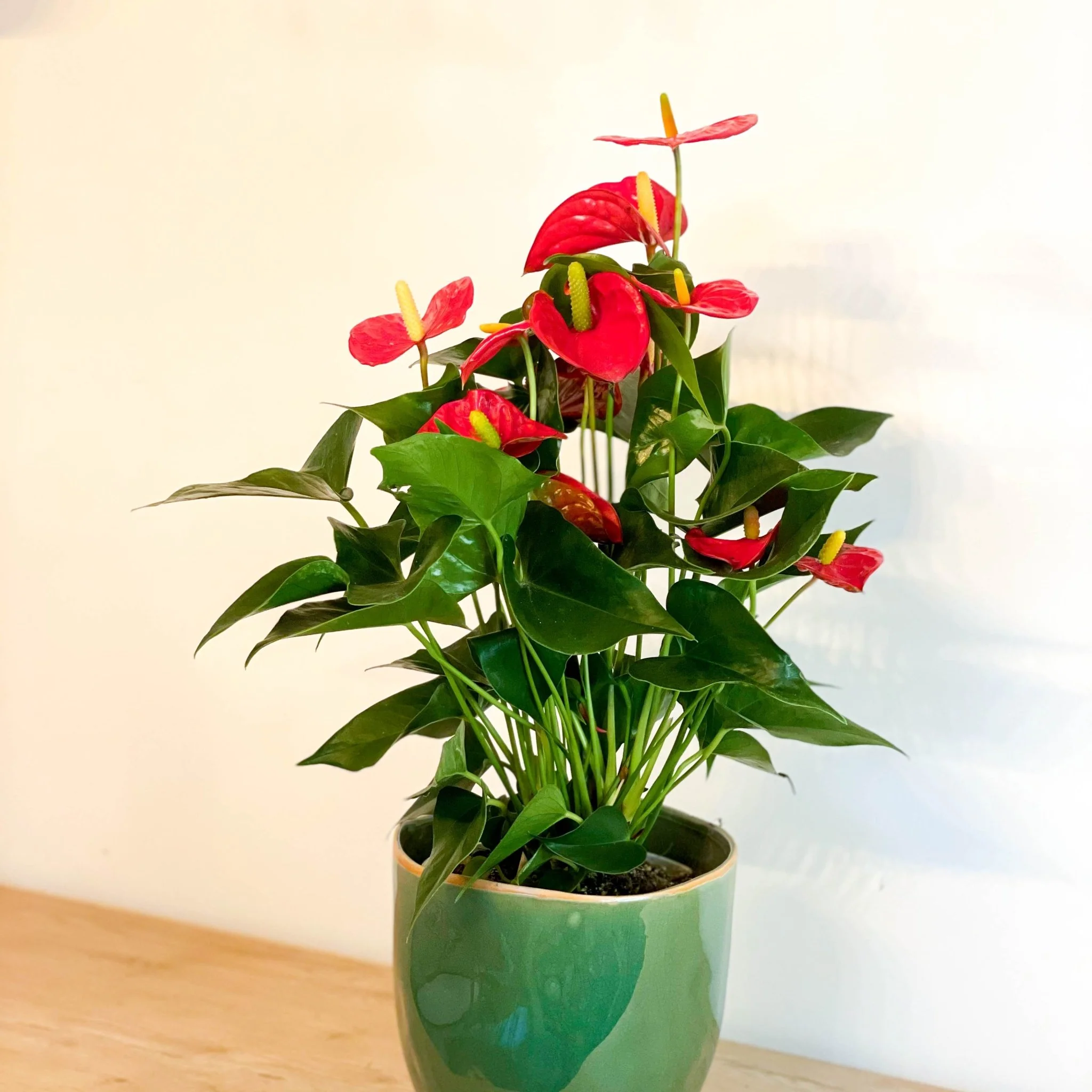 Flamingo Flower - Anthurium andraeanum - Image 3