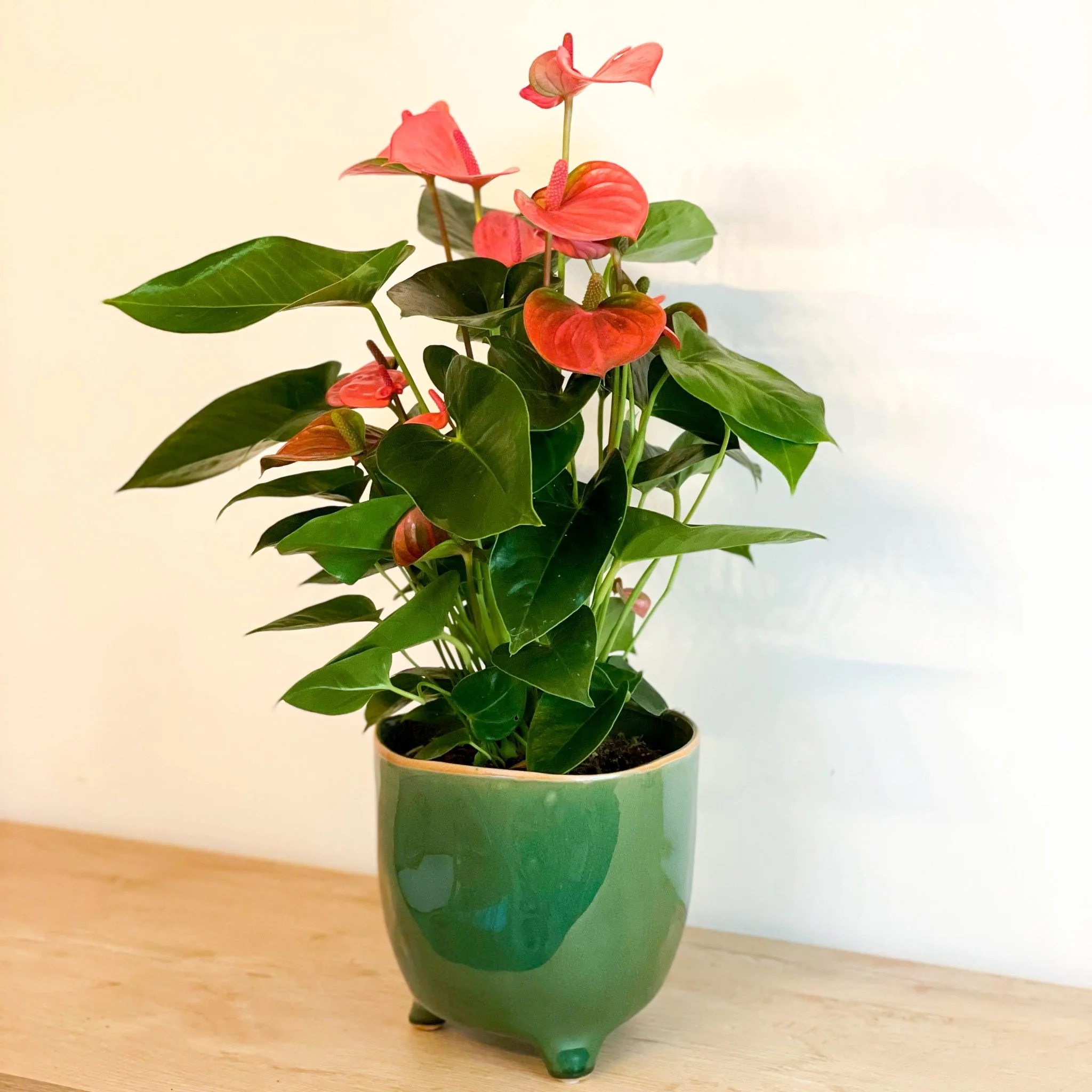 Flamingo Flower - Anthurium andraeanum - Image 4