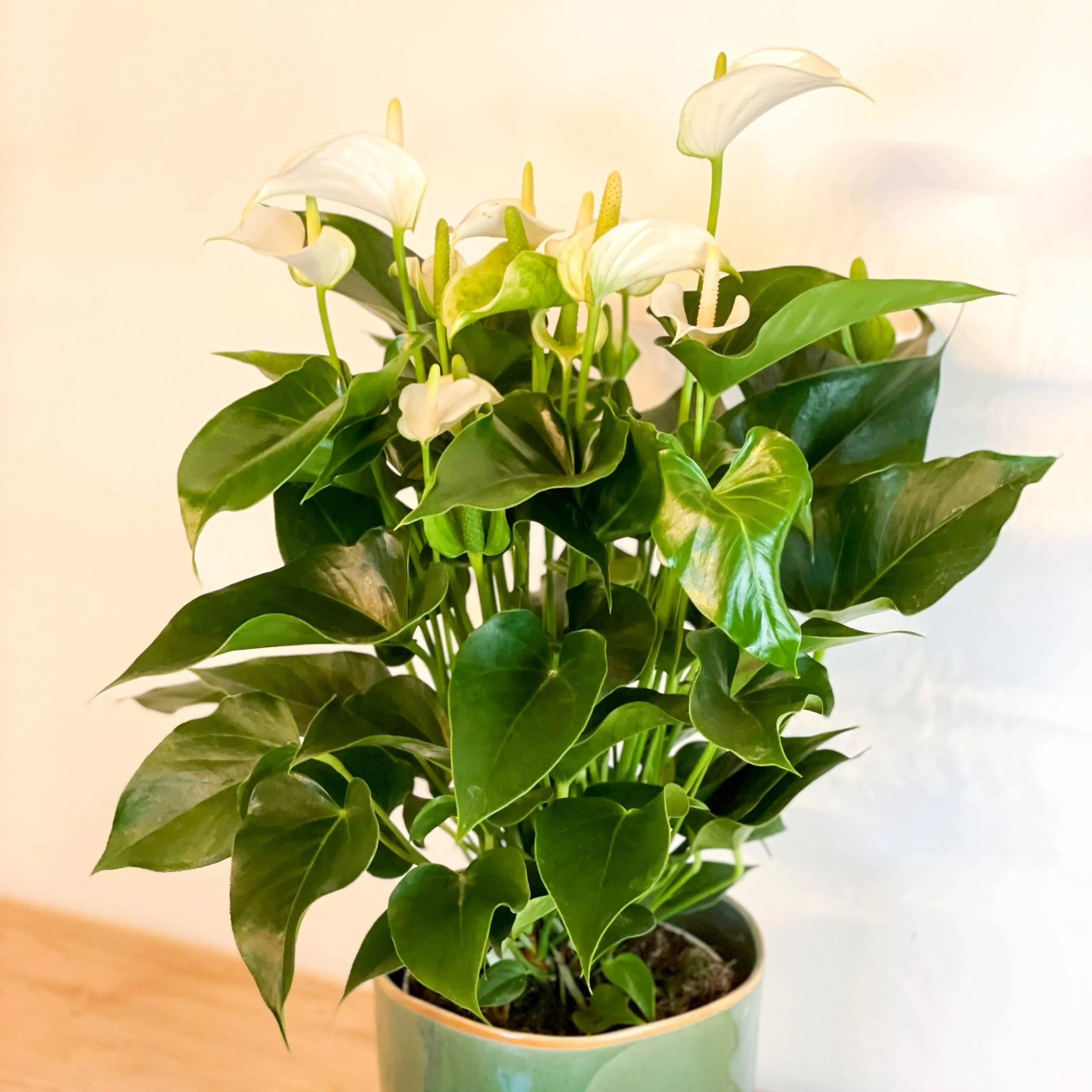 Flamingo Flower - Anthurium andraeanum - Image 5