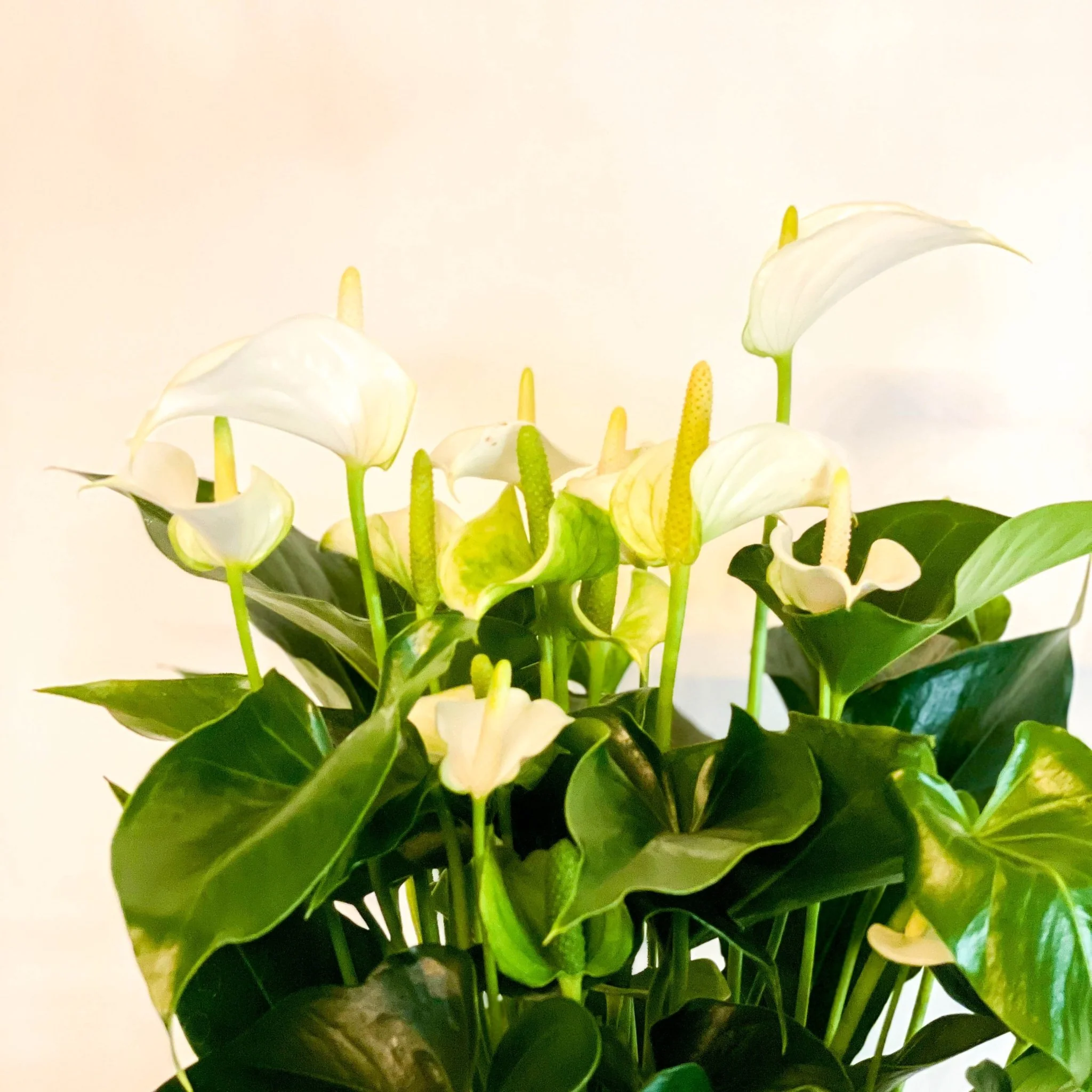 Flamingo Flower - Anthurium andraeanum - Image 6