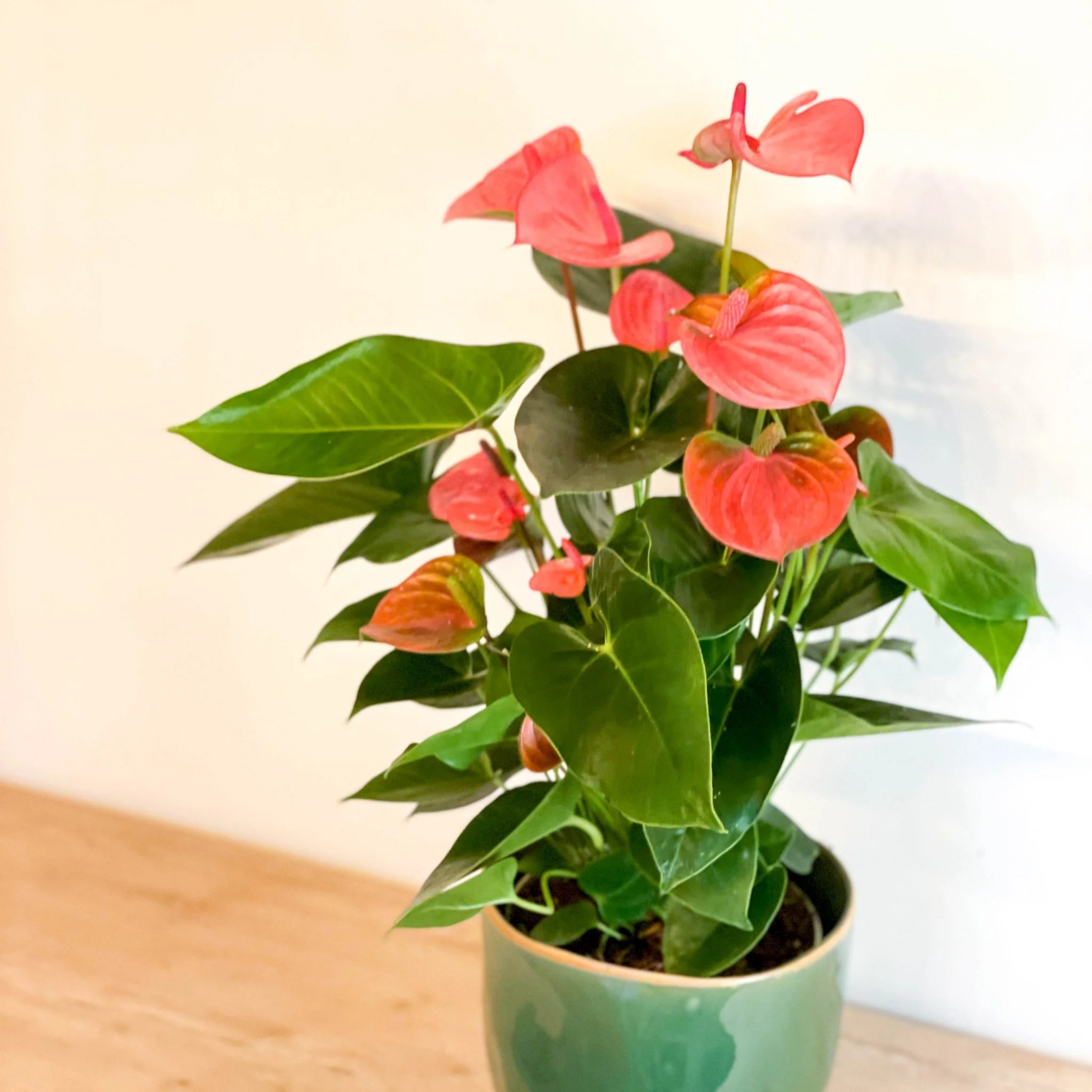 Flamingo Flower - Anthurium andraeanum - Image 7