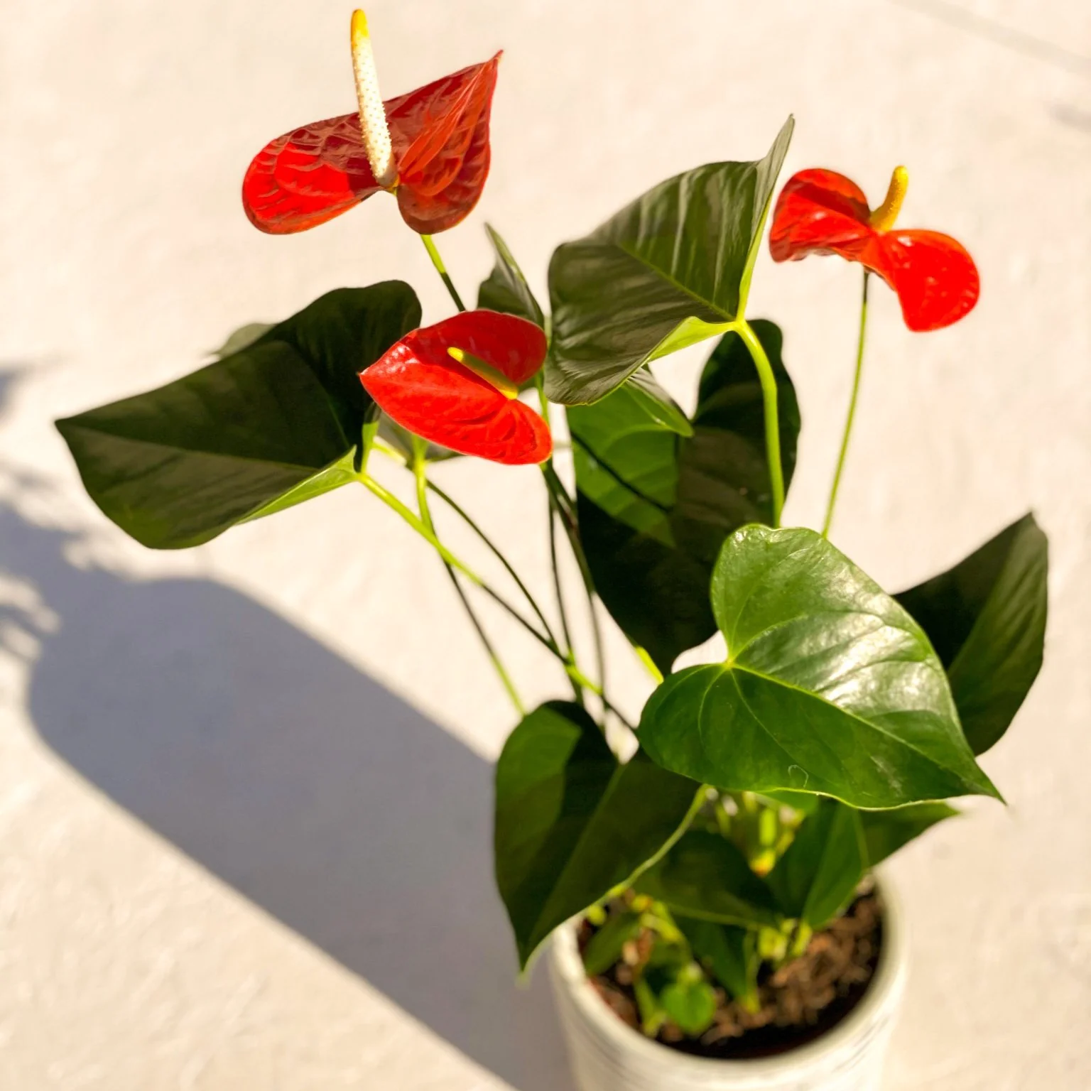 Flamingo Flower - Anthurium andraeanum 'Prince of Orange'