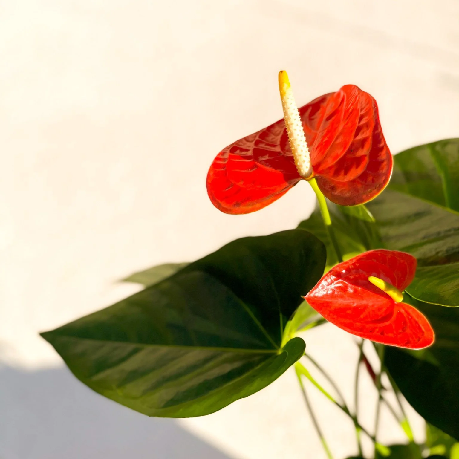 Flamingo Flower - Anthurium andraeanum 'Prince of Orange' - Image 2