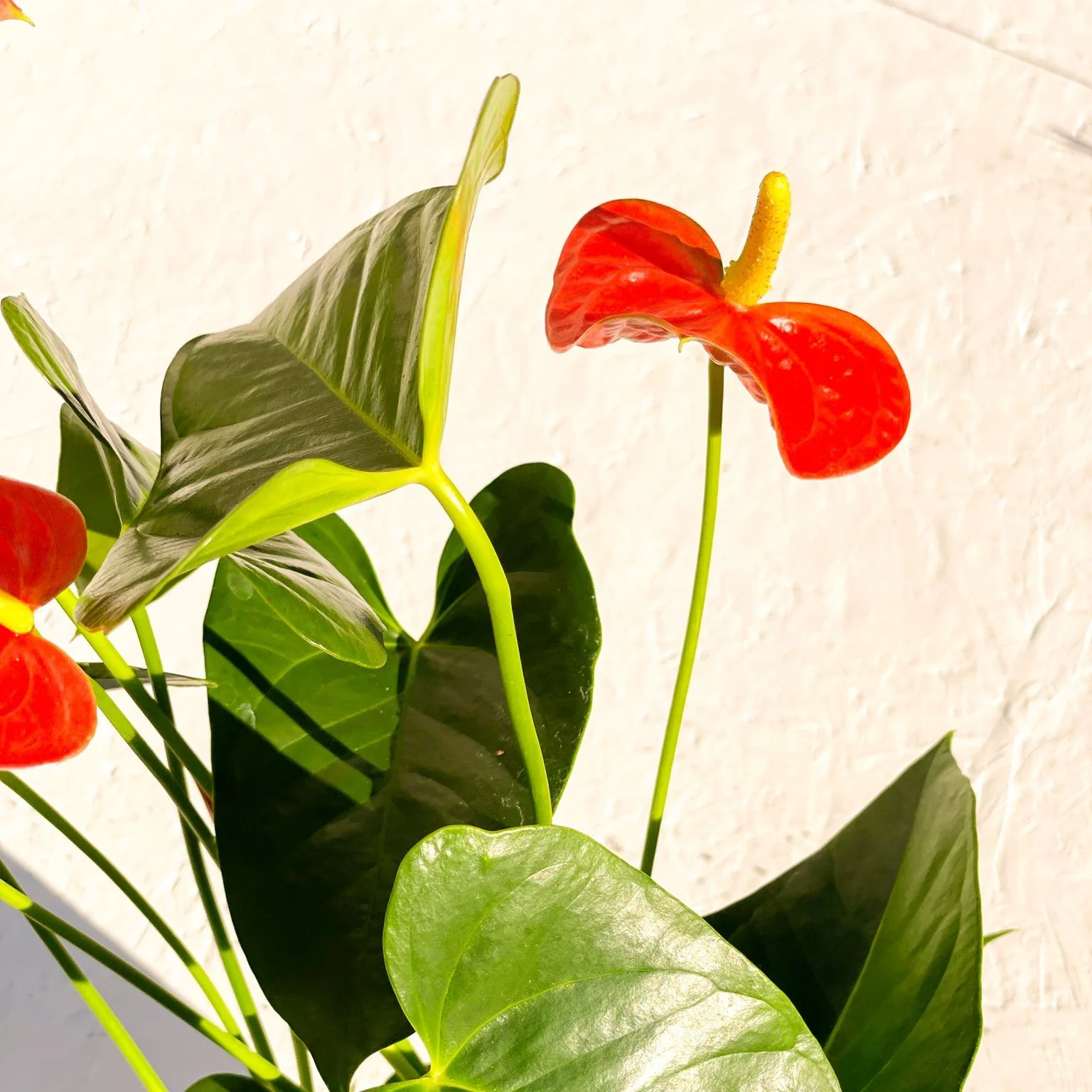 Flamingo Flower - Anthurium andraeanum 'Prince of Orange' - Image 3