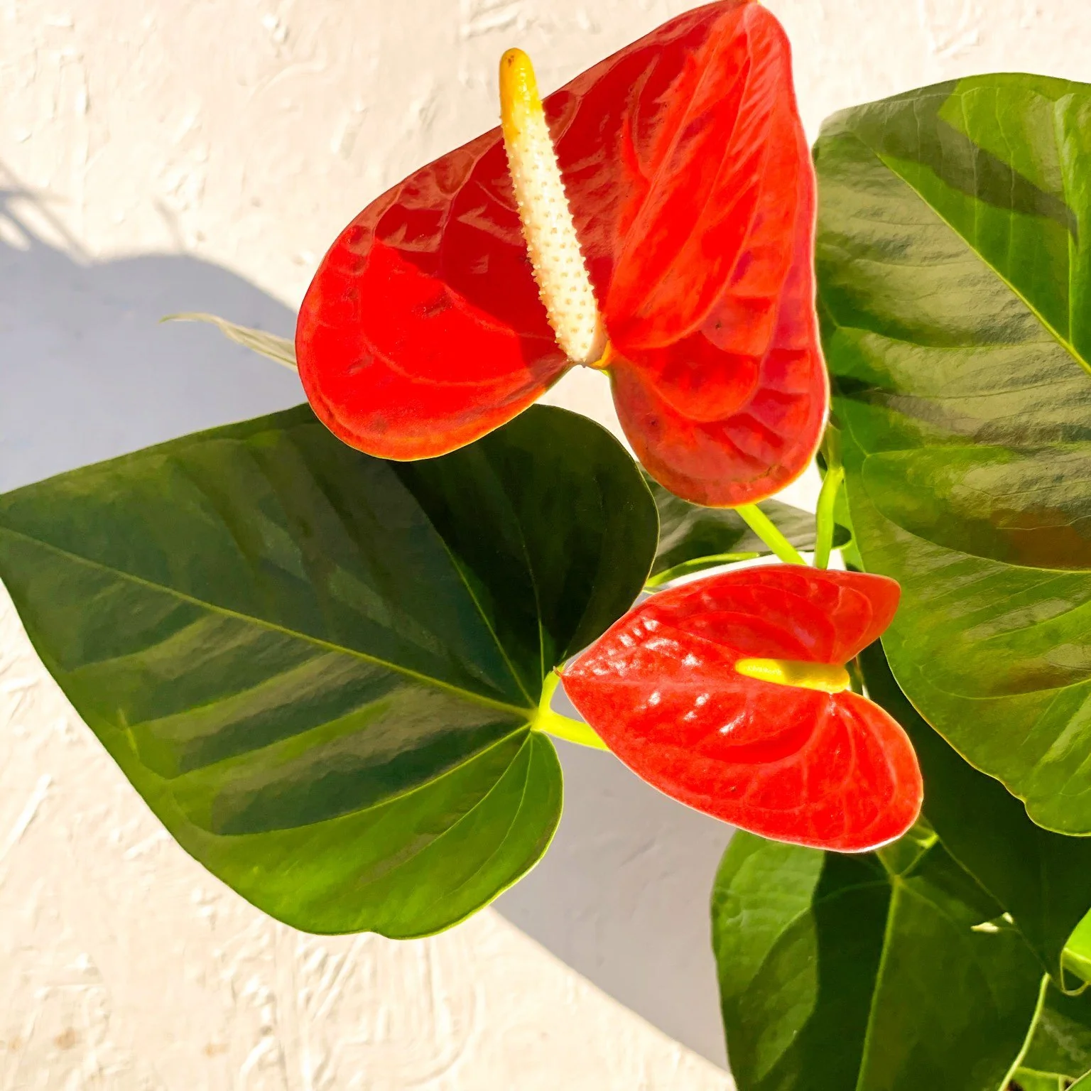 Flamingo Flower - Anthurium andraeanum 'Prince of Orange' - Image 4