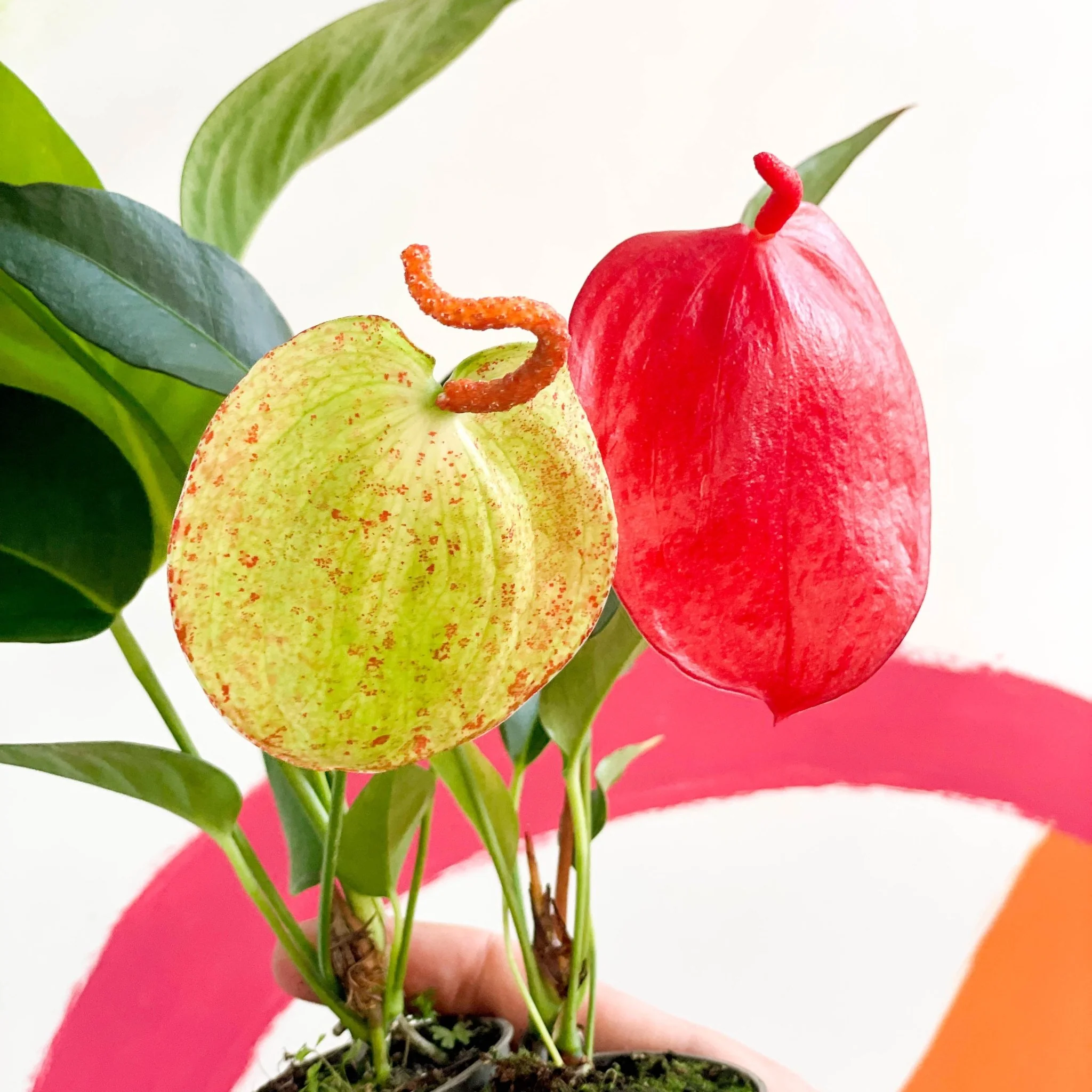 Flamingo Flower / Pigtail Plant - Anthurium scherzerianum - Image 2