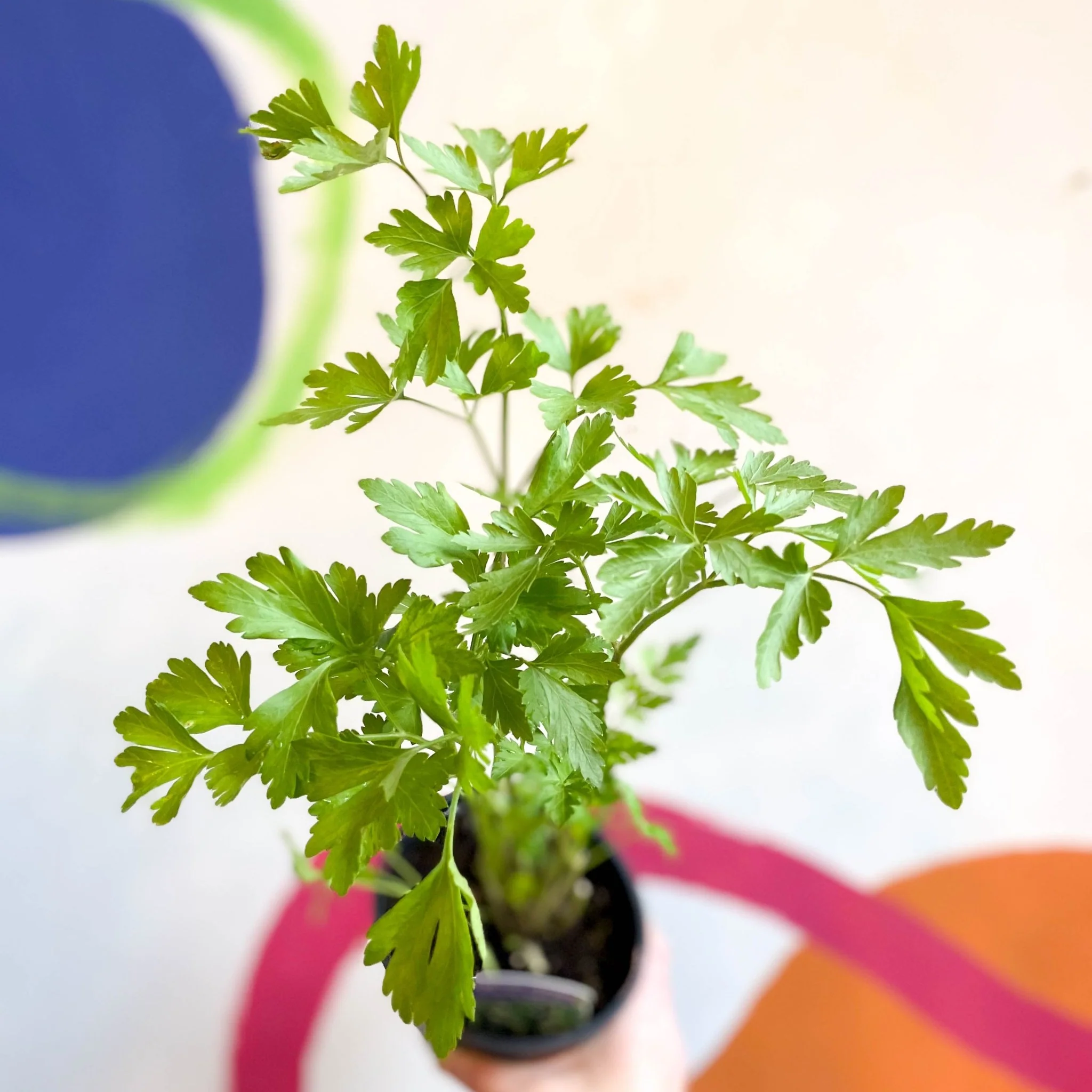 Flat Leaf Parsley - Petroselinum crispum 'Gigante d'Italia' - British Grown Culinary Herbs