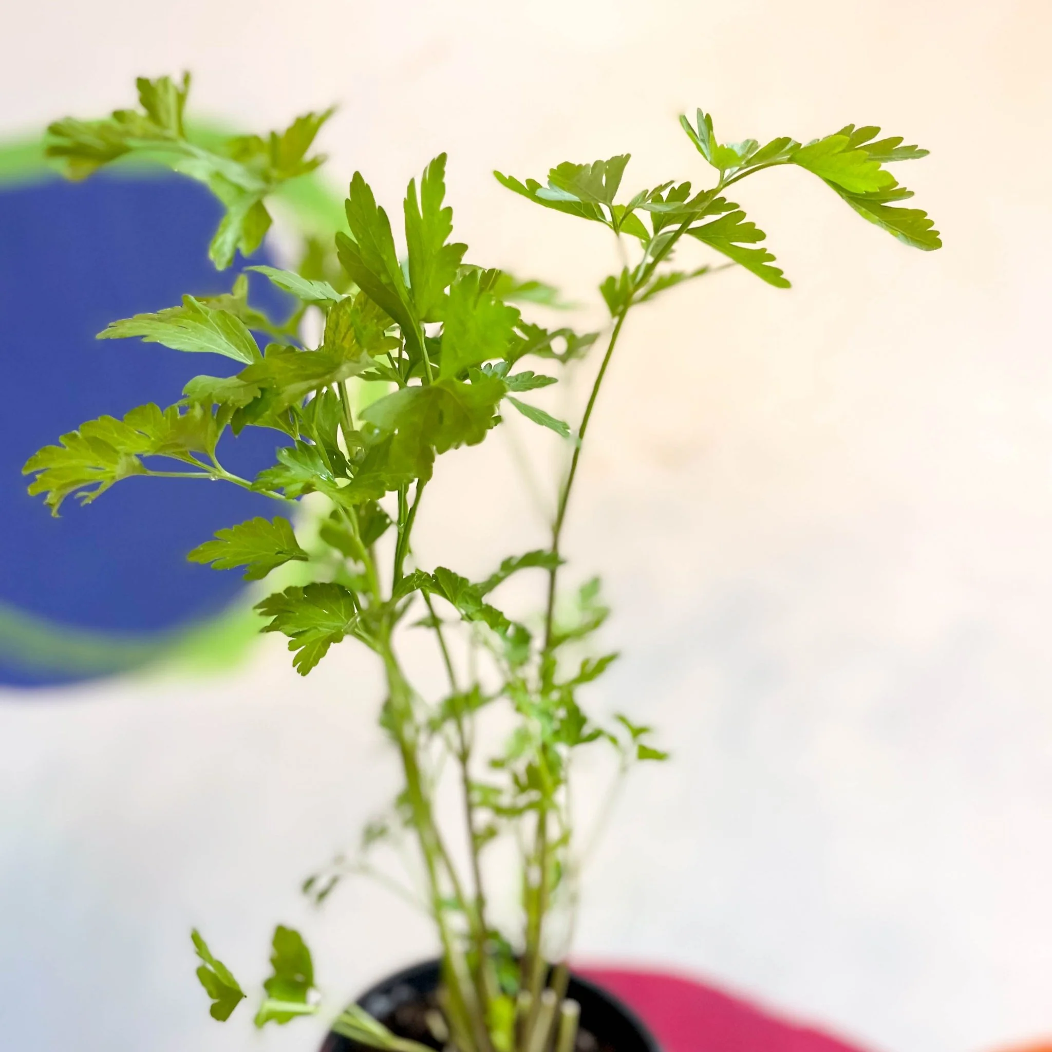Flat Leaf Parsley - Petroselinum crispum 'Gigante d'Italia' - British Grown Culinary Herbs - Image 2