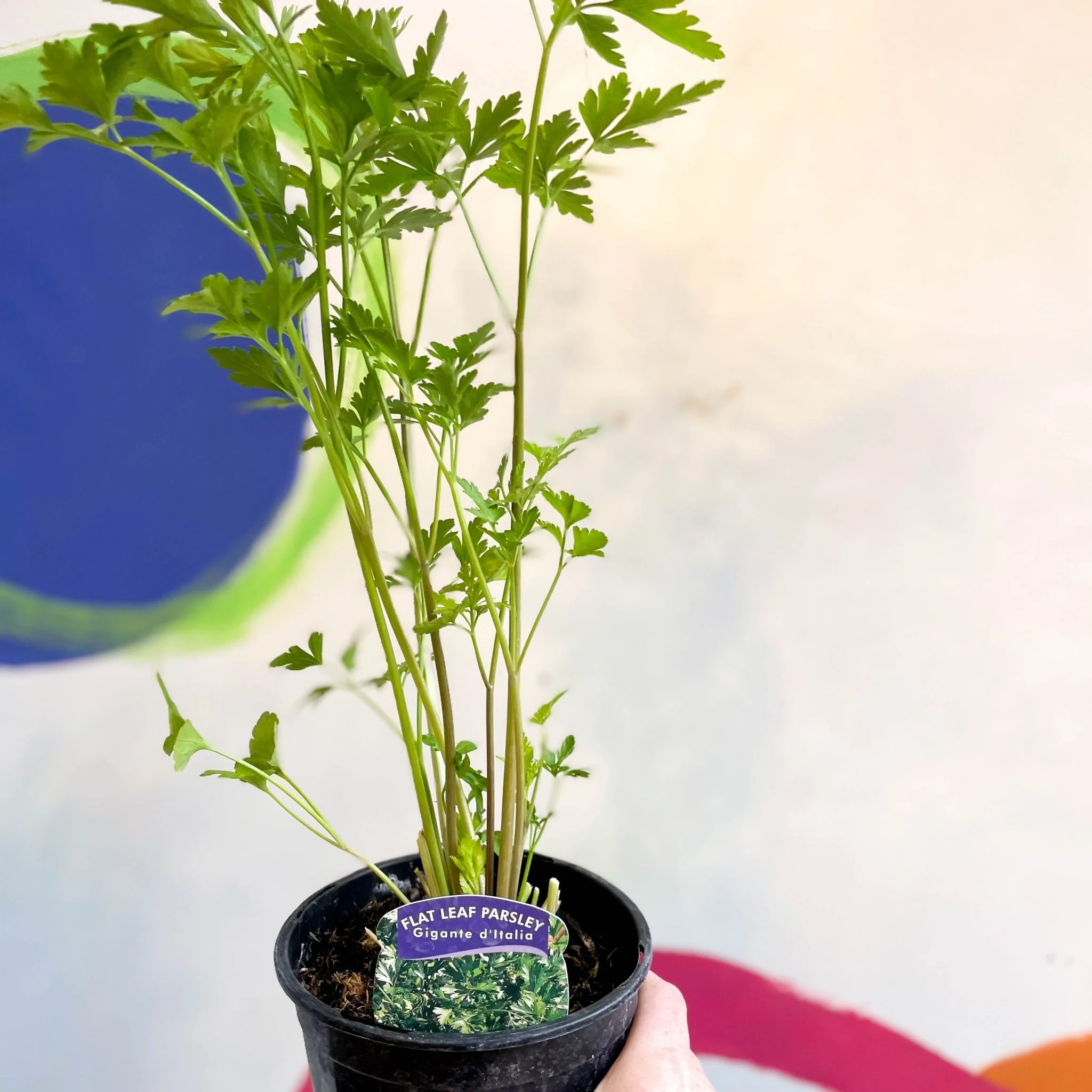 Flat Leaf Parsley - Petroselinum crispum 'Gigante d'Italia' - British Grown Culinary Herbs - Image 3