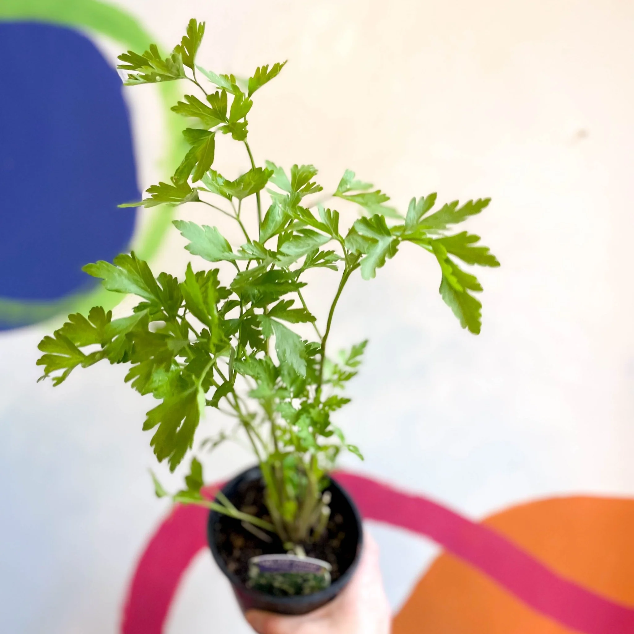 Flat Leaf Parsley - Petroselinum crispum 'Gigante d'Italia' - British Grown Culinary Herbs - Image 4