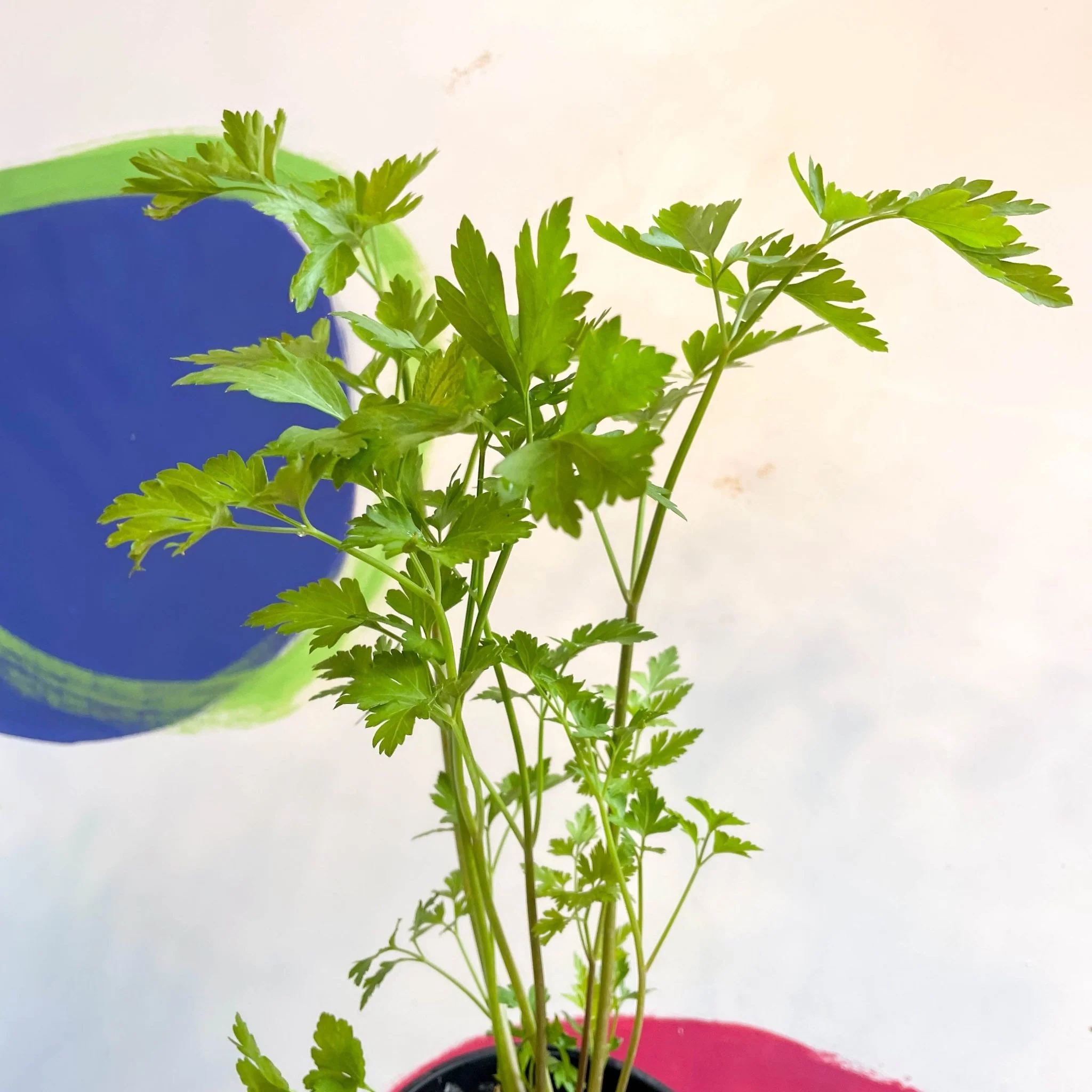 Flat Leaf Parsley - Petroselinum crispum 'Gigante d'Italia' - British Grown Culinary Herbs - Image 5