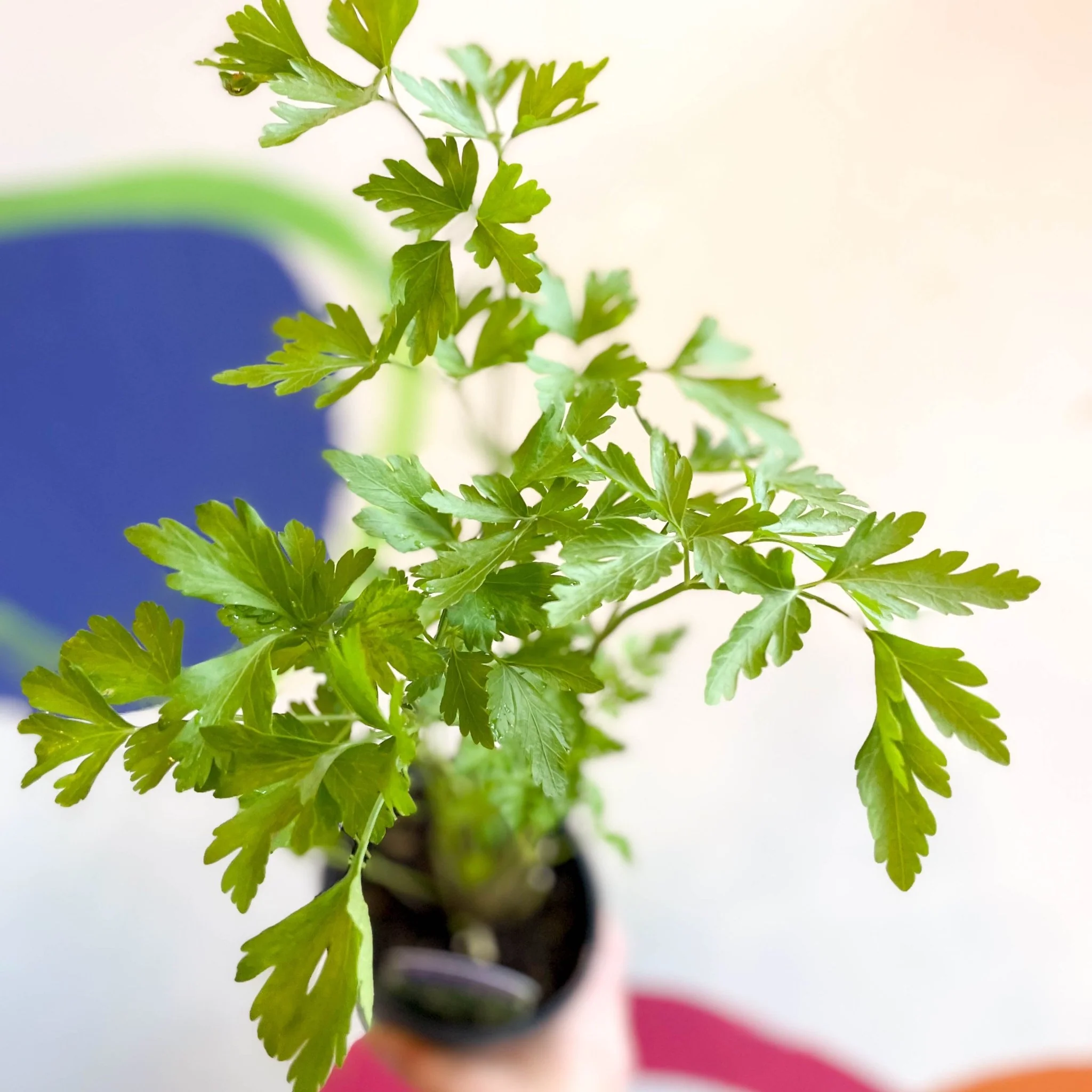 Flat Leaf Parsley - Petroselinum crispum 'Gigante d'Italia' - British Grown Culinary Herbs - Image 6