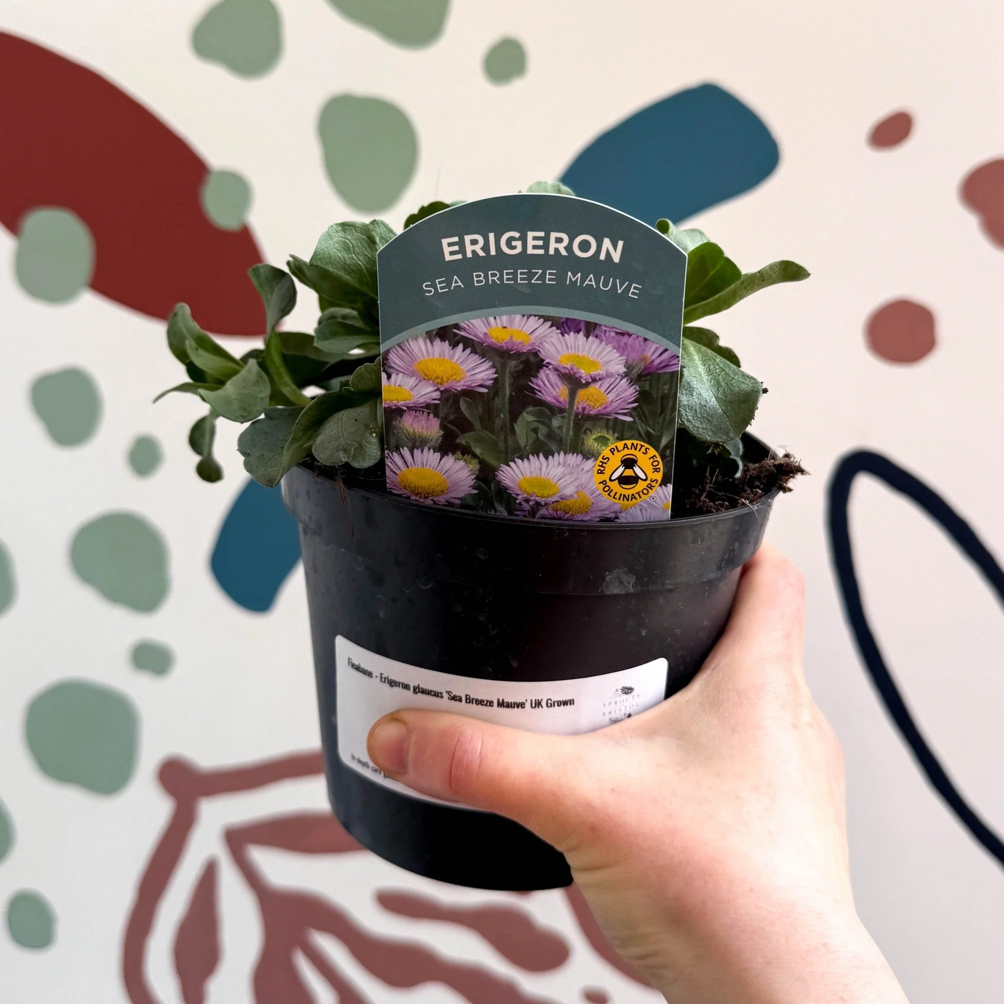 Fleabane - Erigeron glaucus 'Sea Breeze Mauve' UK Grown