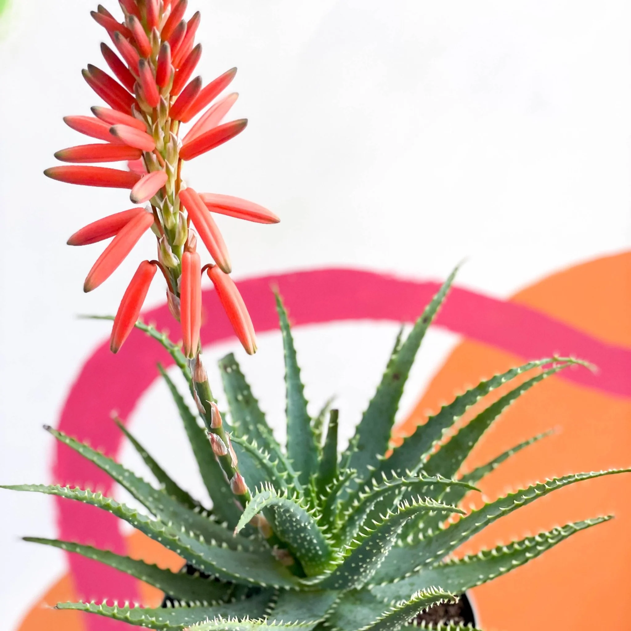 Candelabra Aloe - Aloe arborescens - Image 3