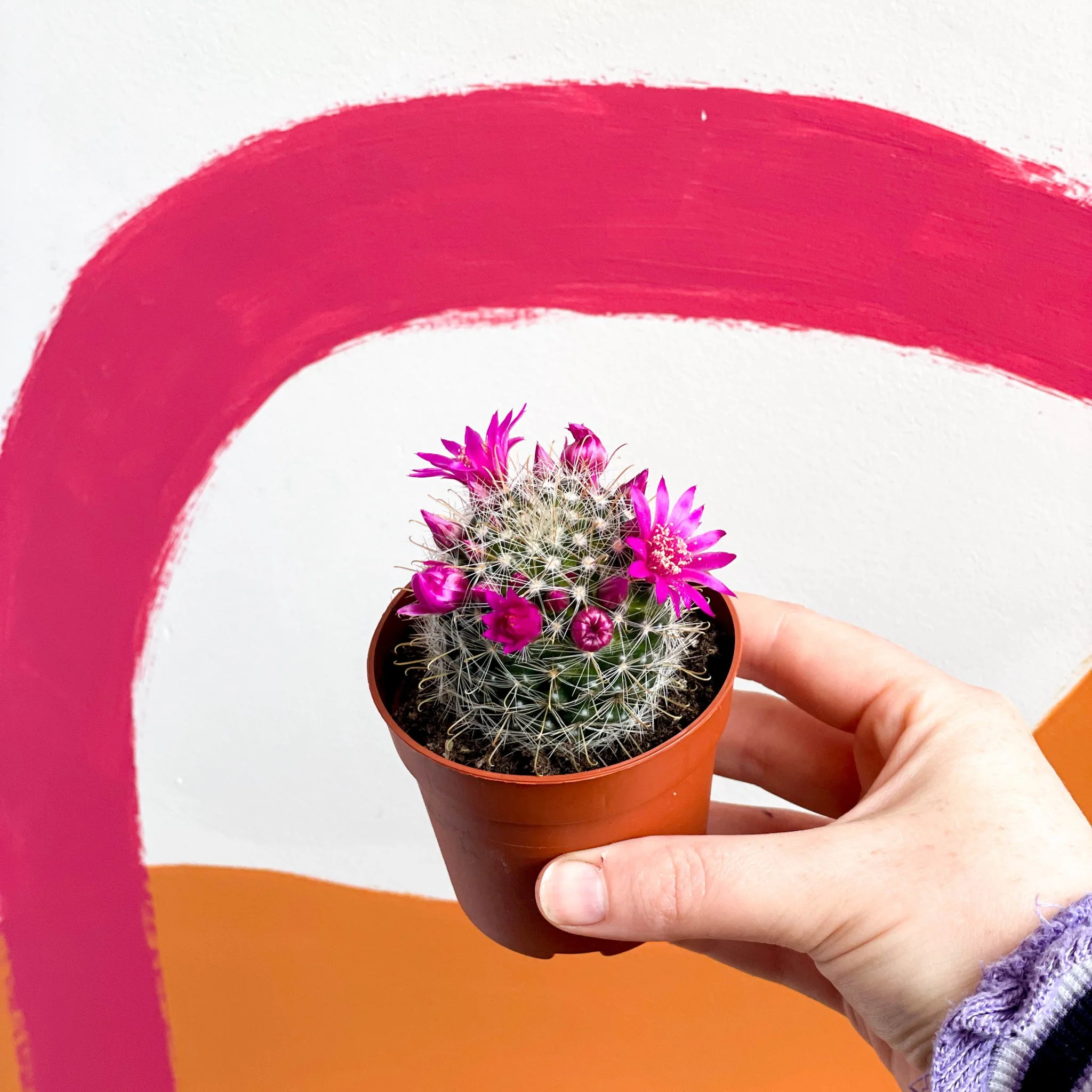 Pincushion Cactus - Mammillaria