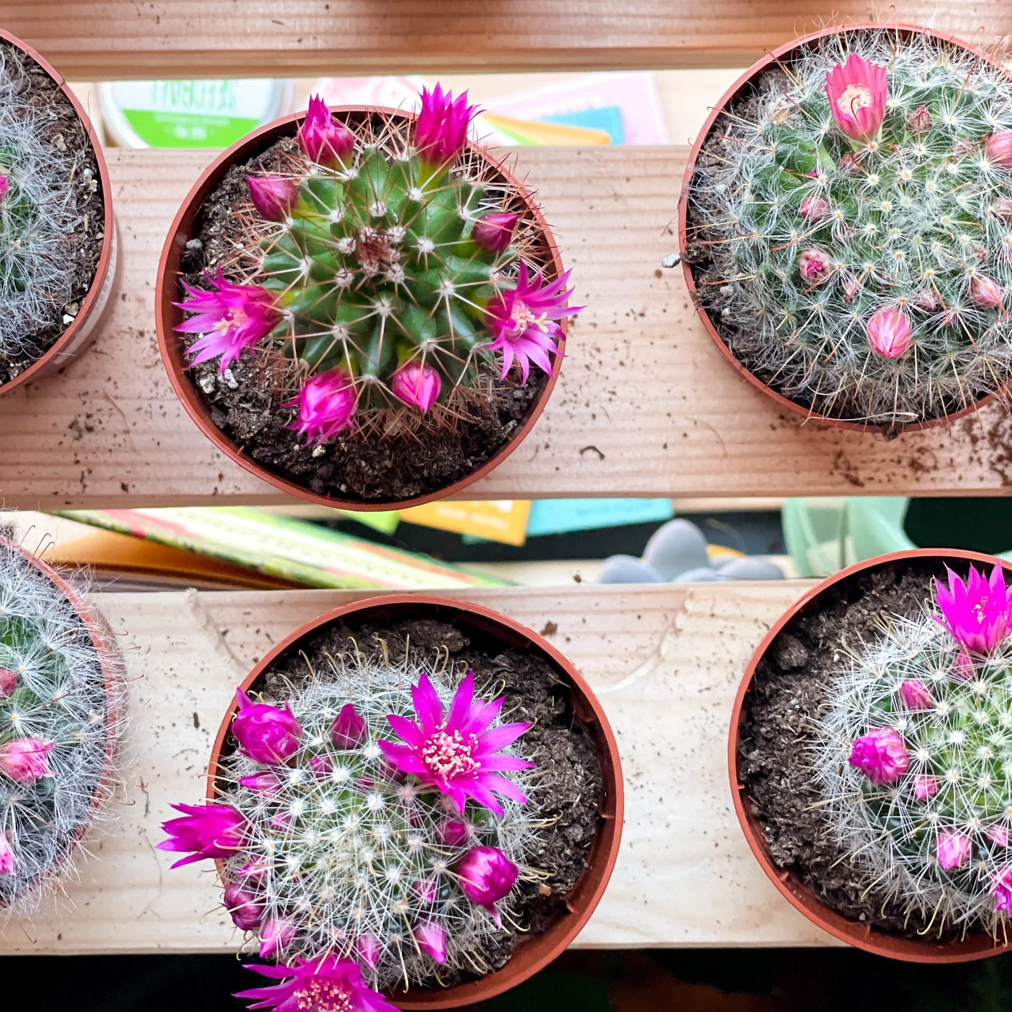 Pincushion Cactus - Mammillaria - Image 2
