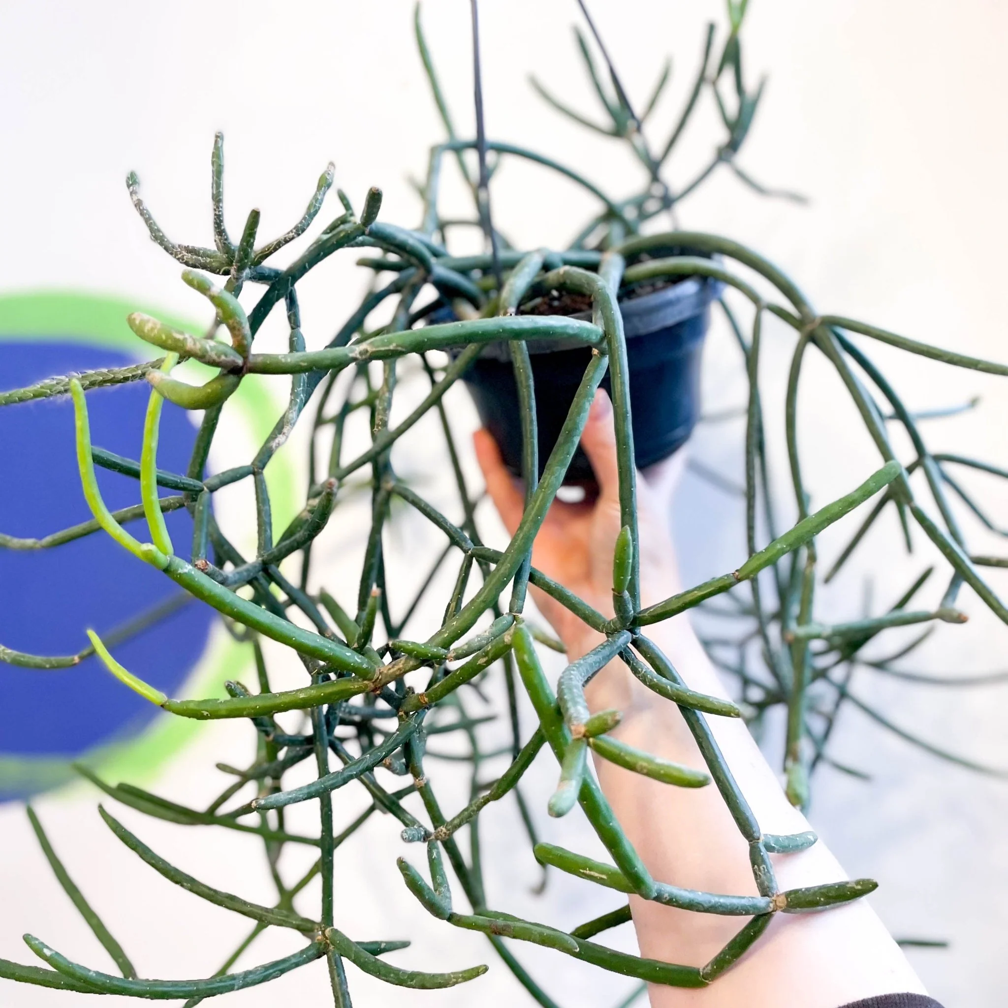 Forest Cactus - Lepismium pulvinigerum